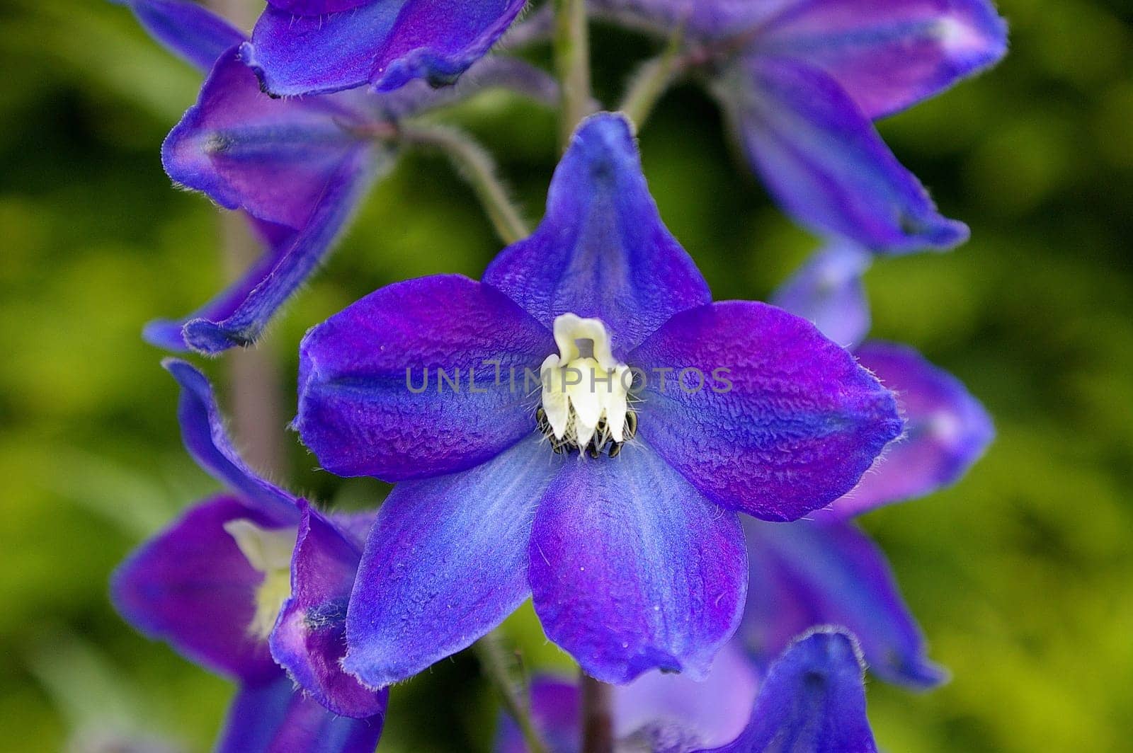 Larkspur