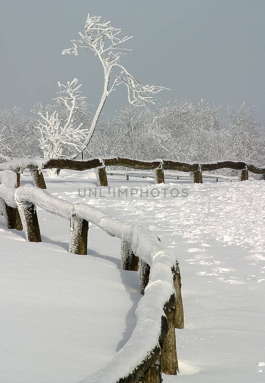 Recorded on 19.01.2006 on the Kleiner Feldberg in the Taunus. There was a gloomy soup in Frankfurt,but up here a thin fog drifted around,always broken by the sun. This resulted in very changeable but interesting lighting conditions
