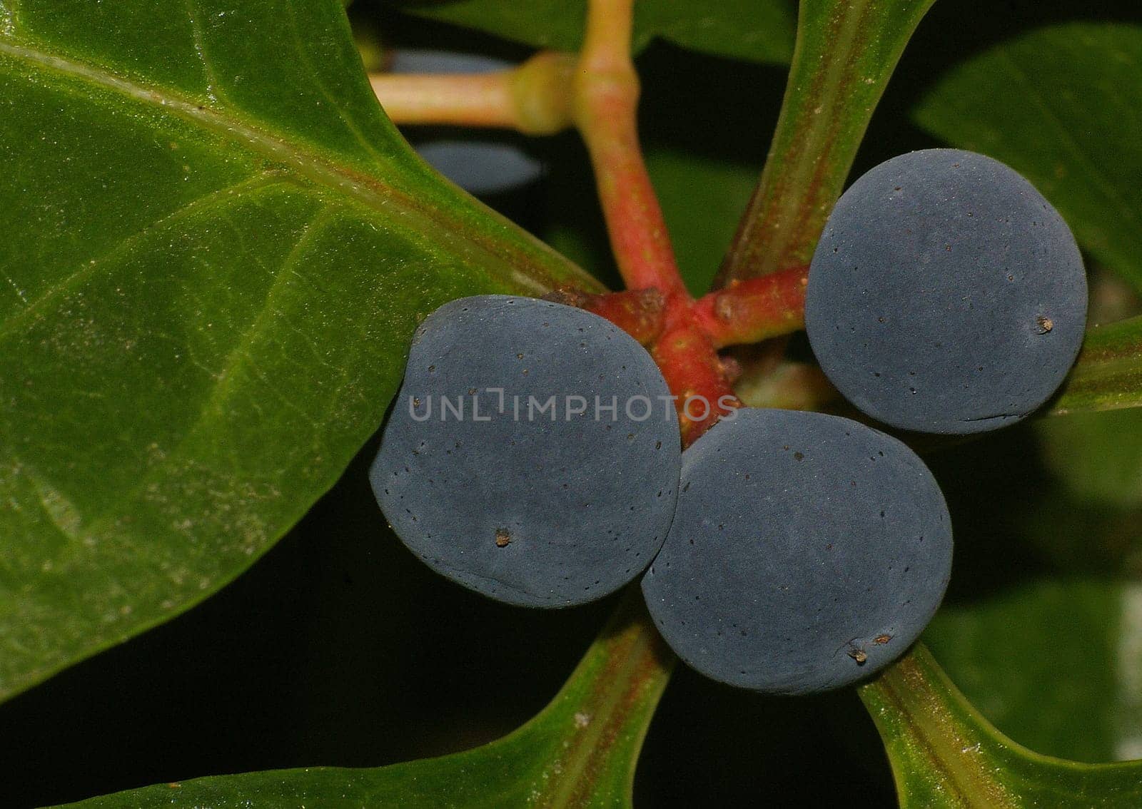 Maiden vine - Parthenocissus quinquefoli