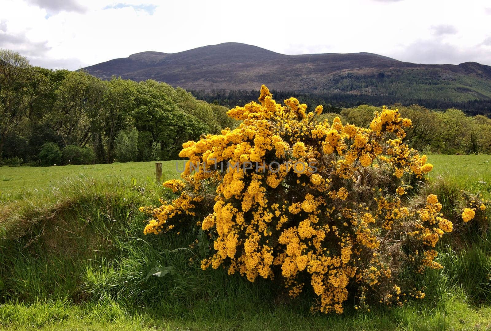 Ireland's Spring