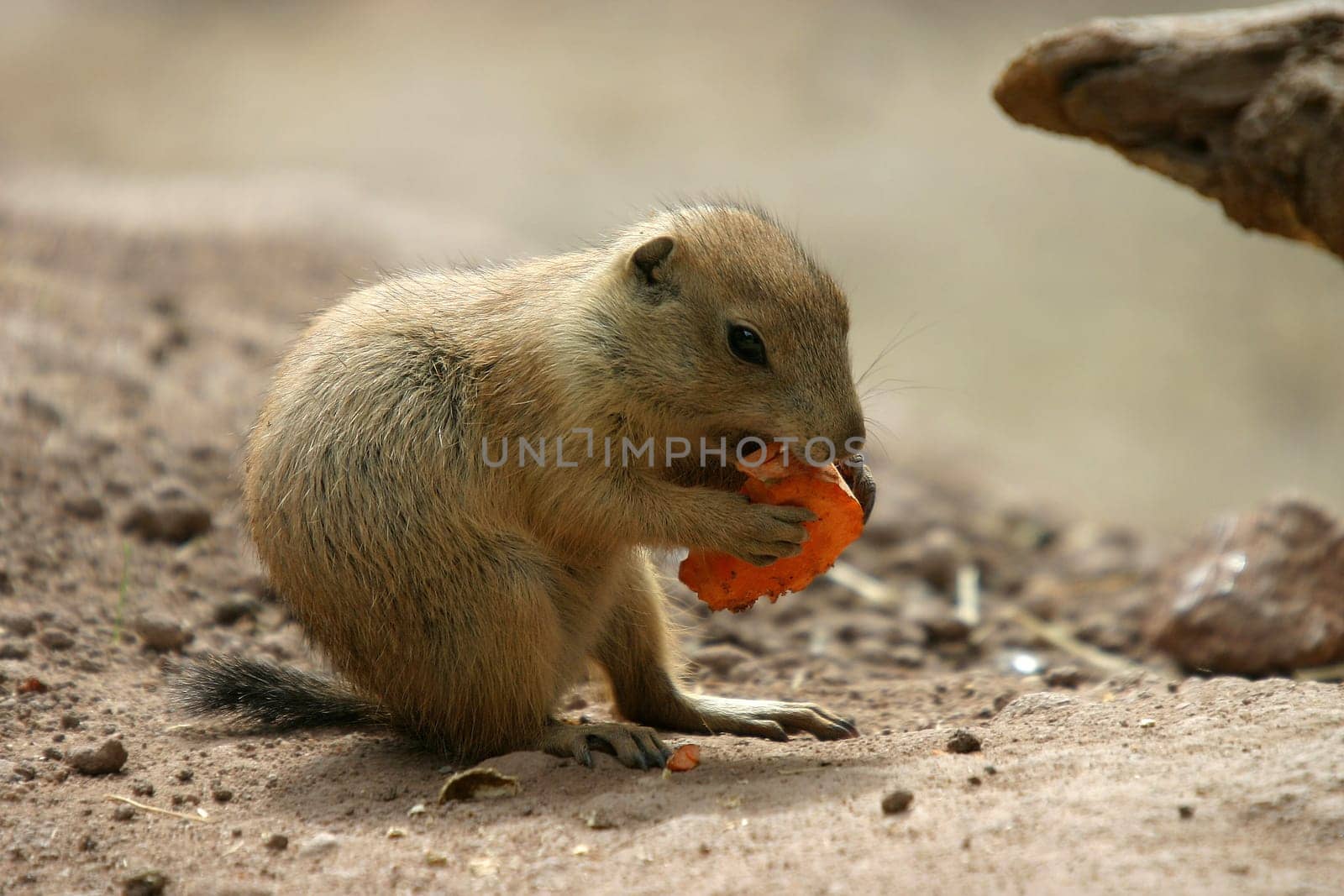 ... Or so that they can still bite powerfully tomorrow :-)