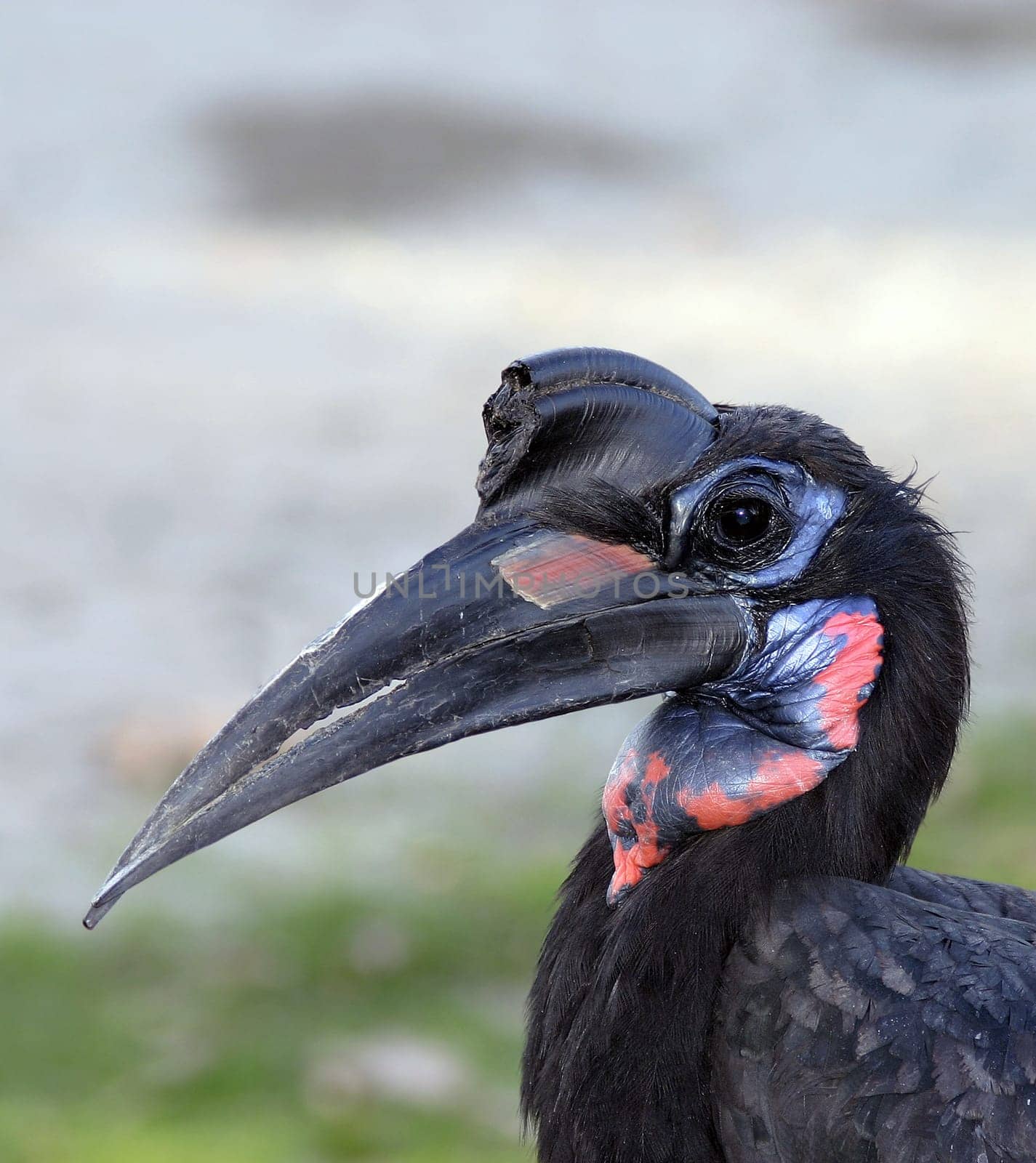 Horned raven