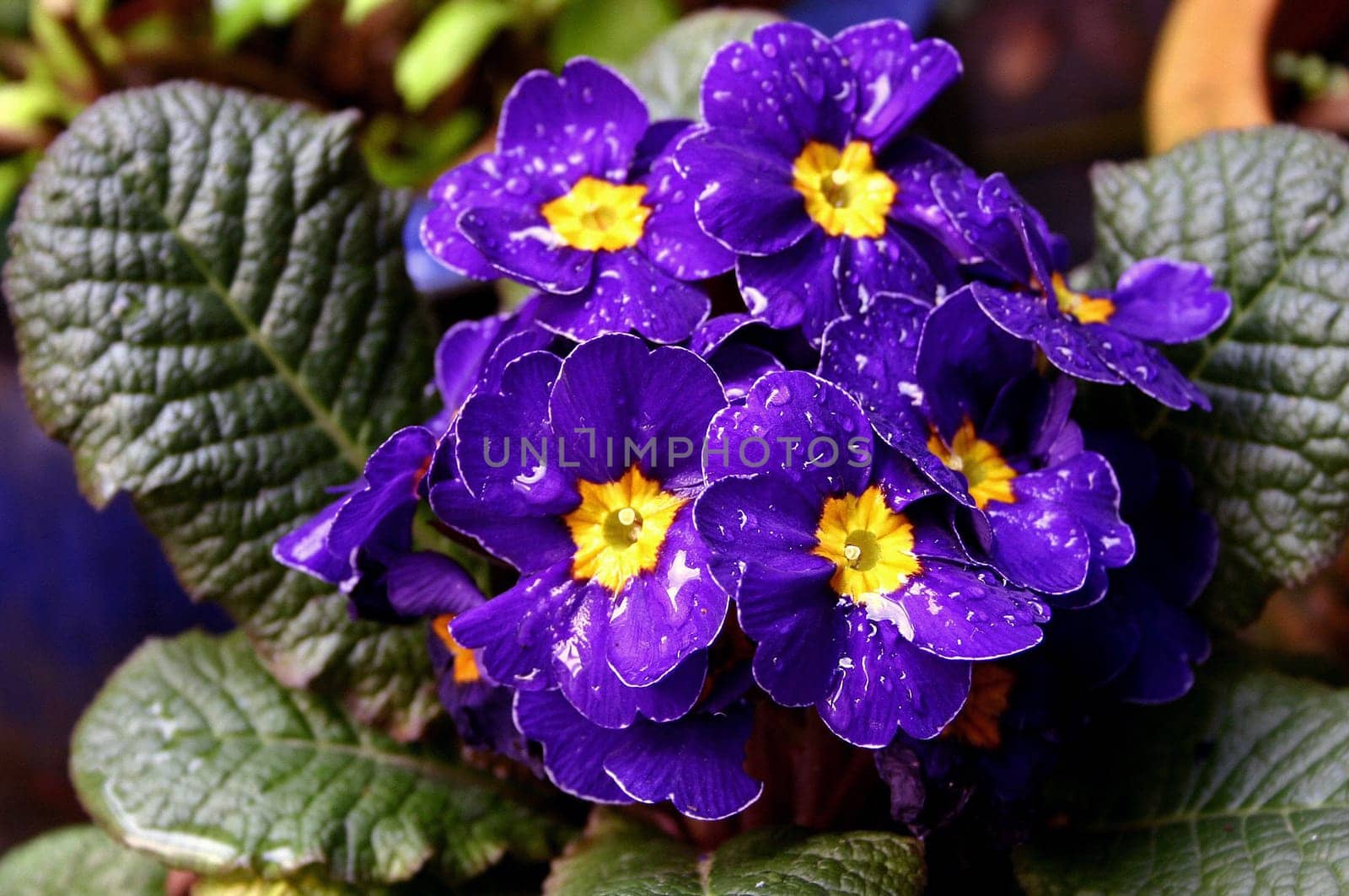 Blue primrose