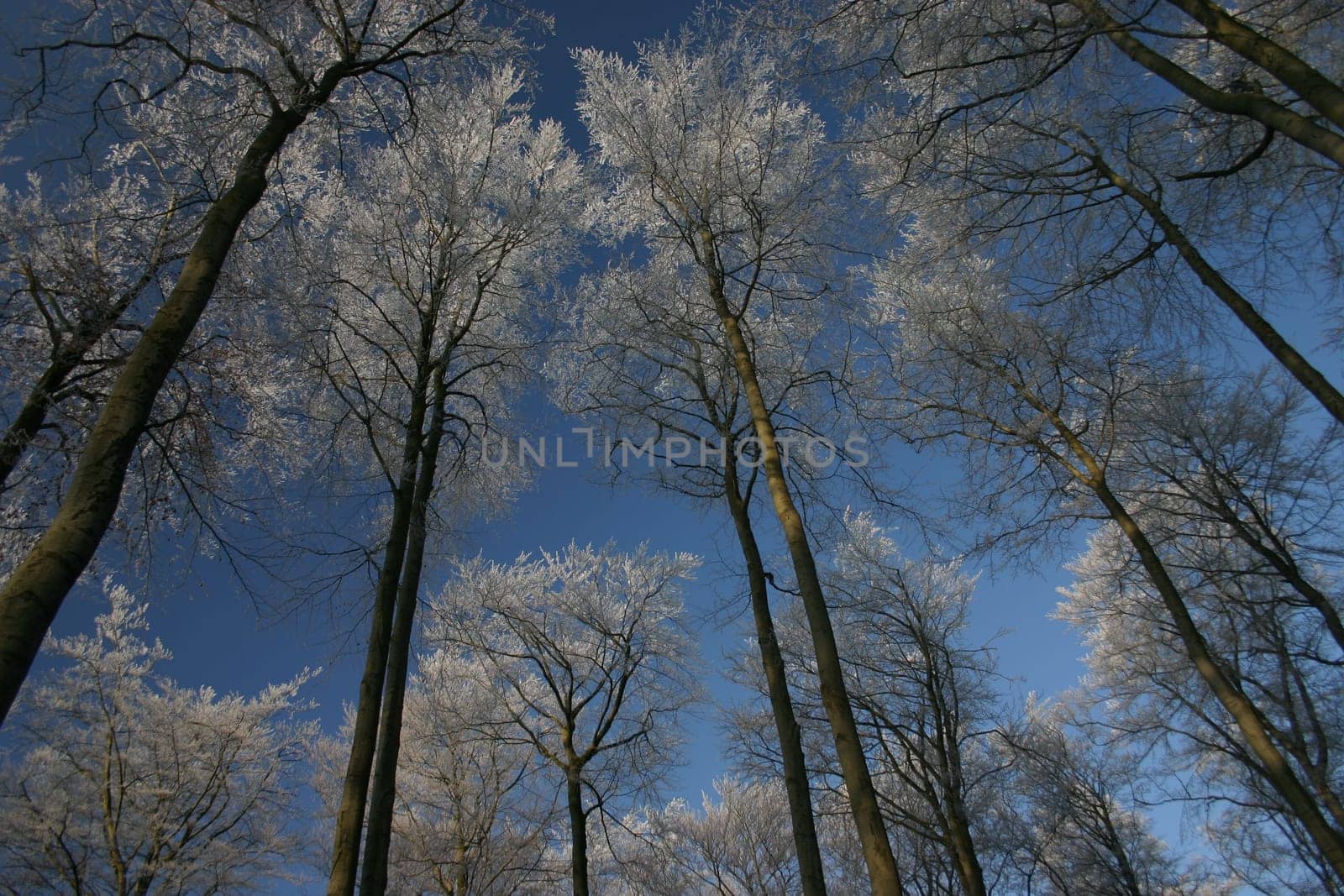 Hoarfrost-covered beech trees