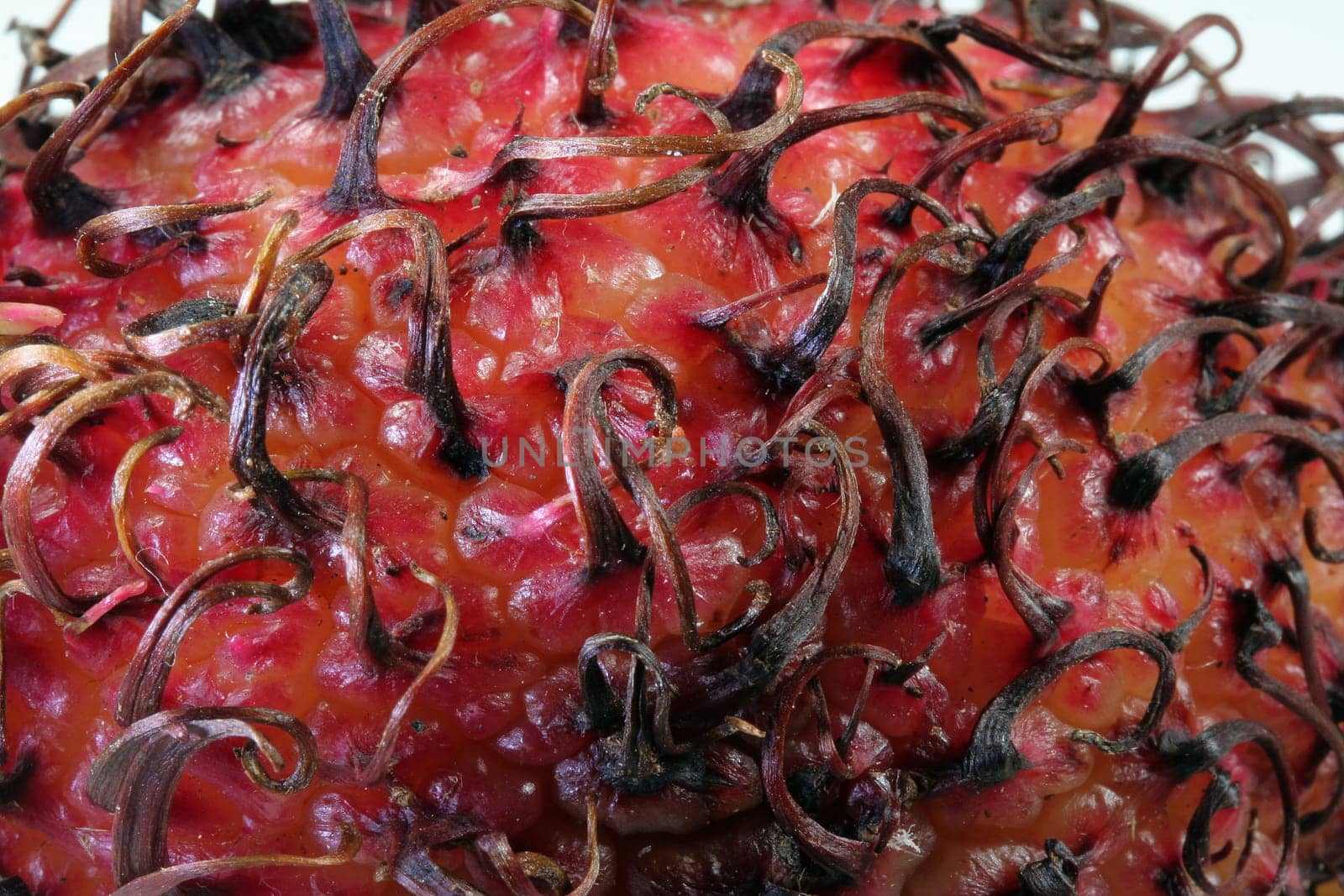 Rambutan closeup II