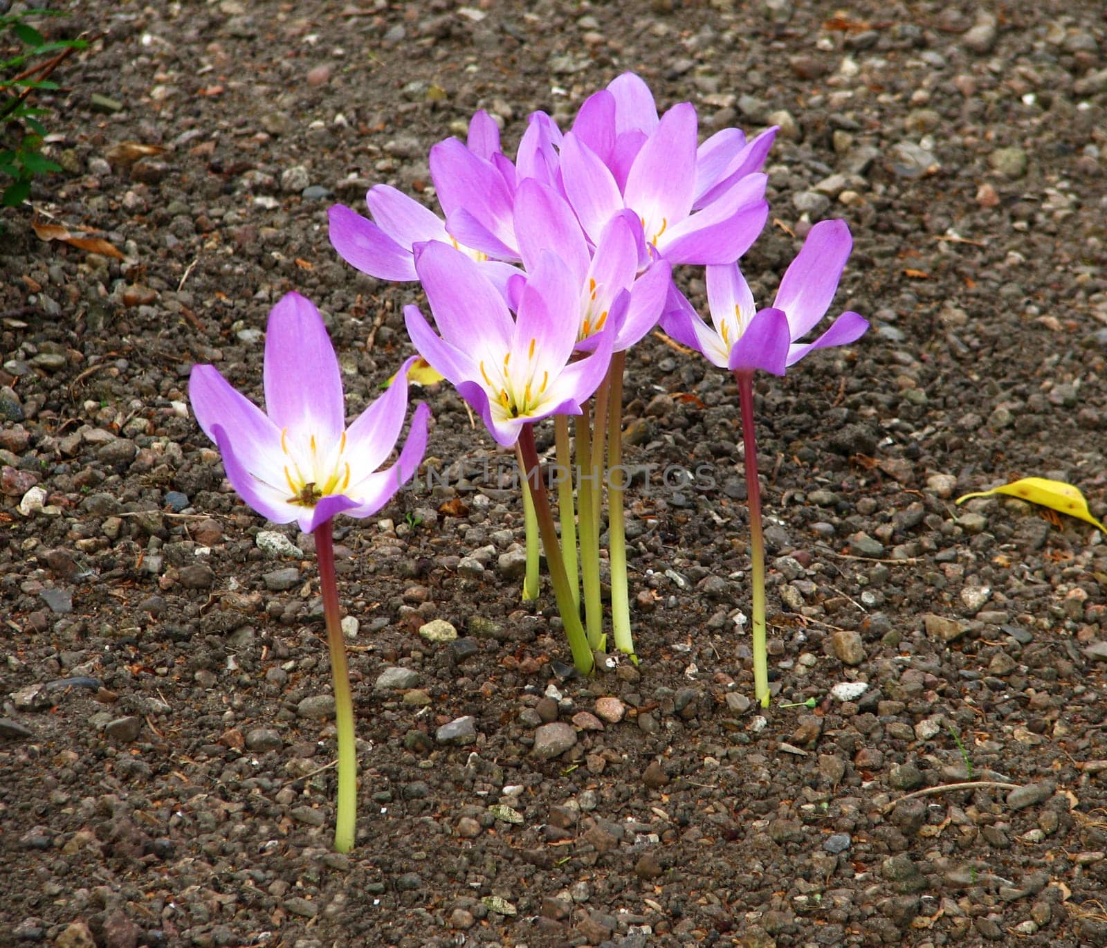 Hieronymus Bock (1498-1554) describes the plant: "Some call these flowers naked whores,because they appear on clothes or on herbs"". So she was also called Autumn Forgotten and Timeless. Other names include autumn lily,winter saffron"