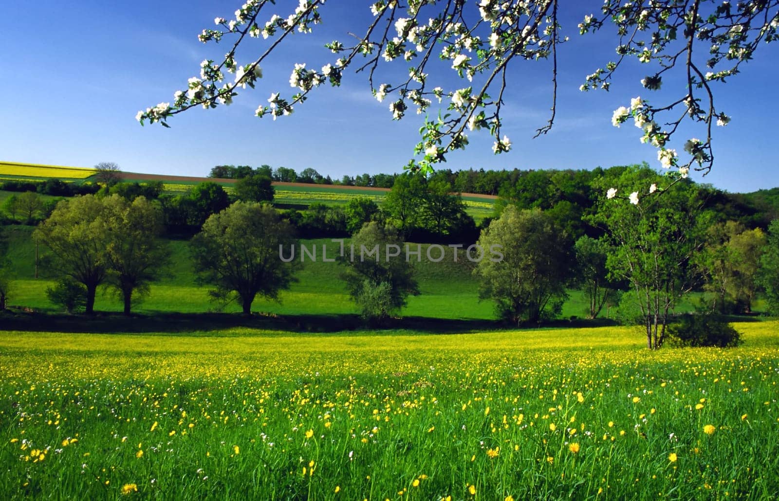 Spring Awakening