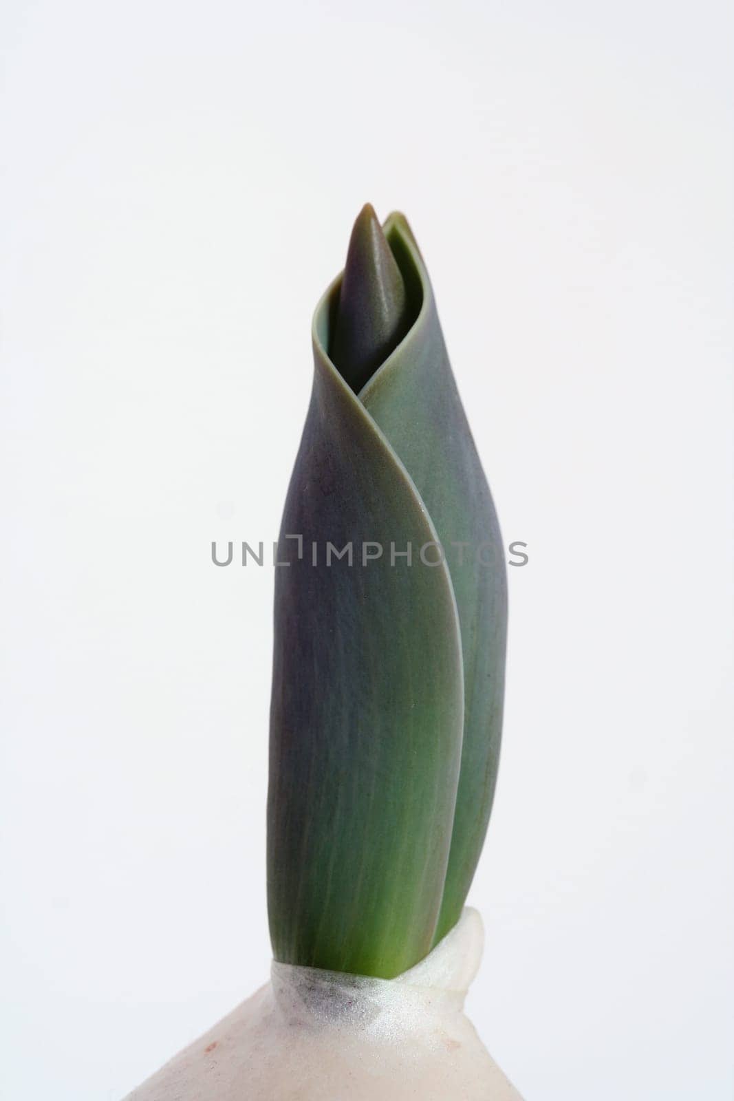 Sprouting III
