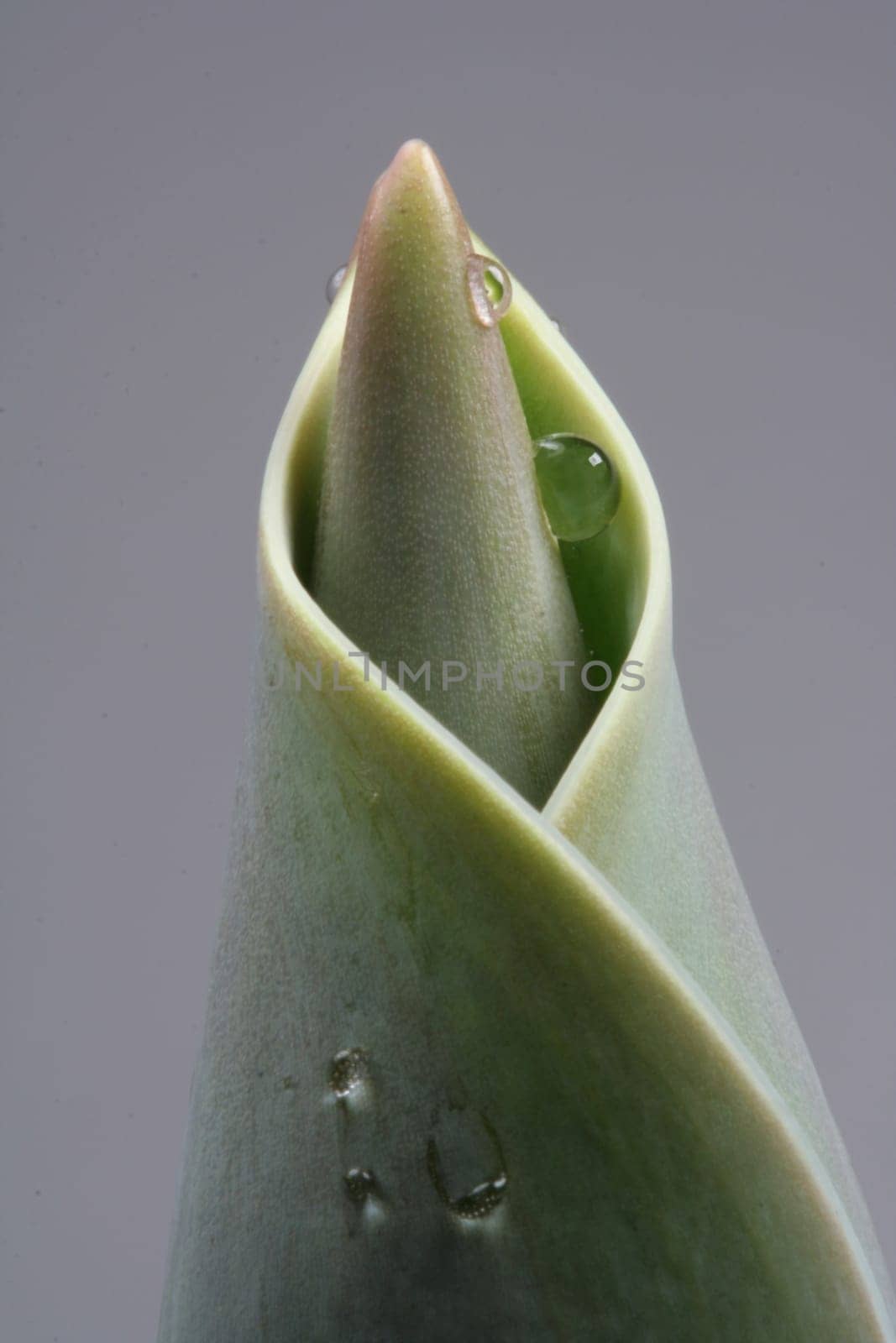 Sprouting V
