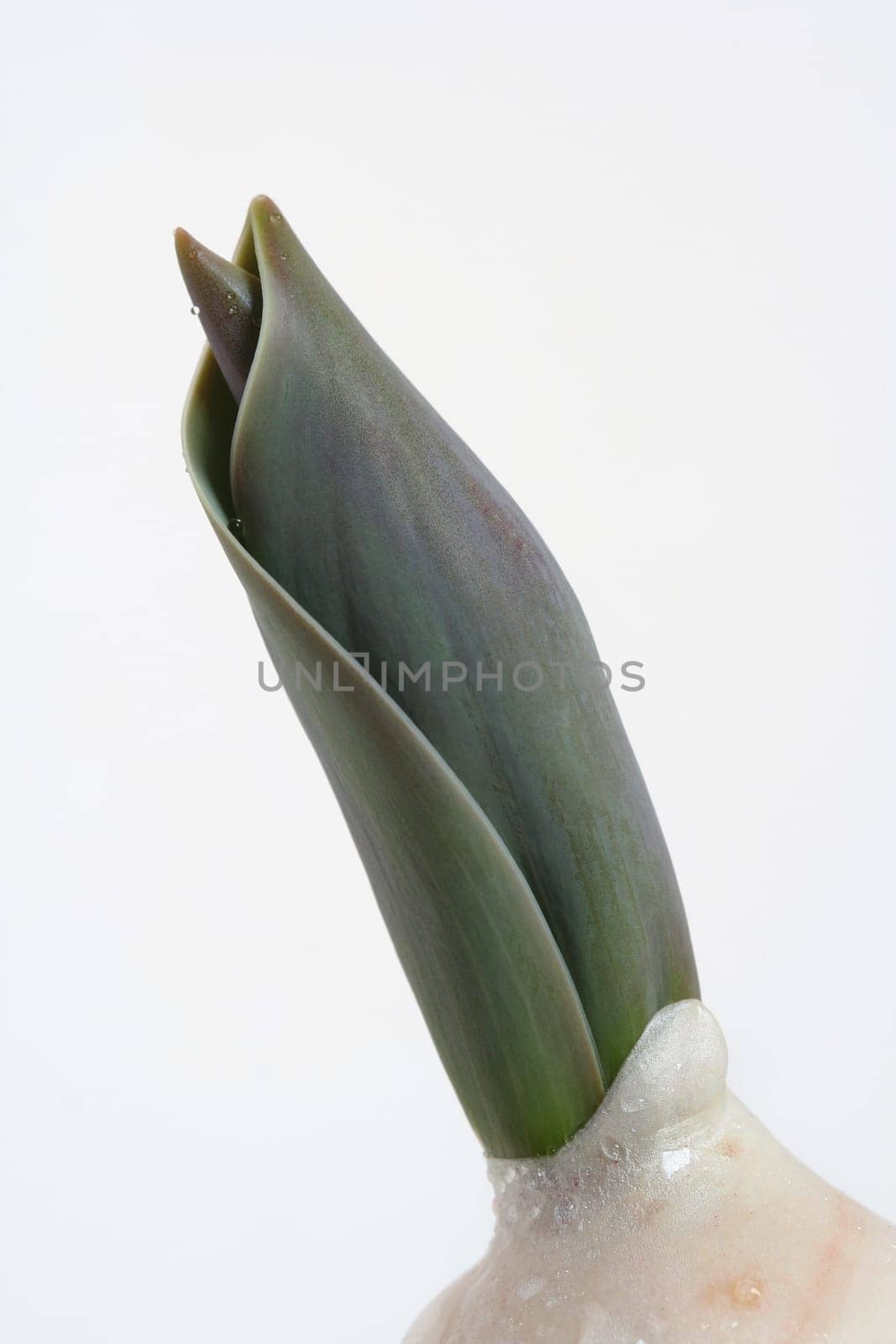 Sprouting IV