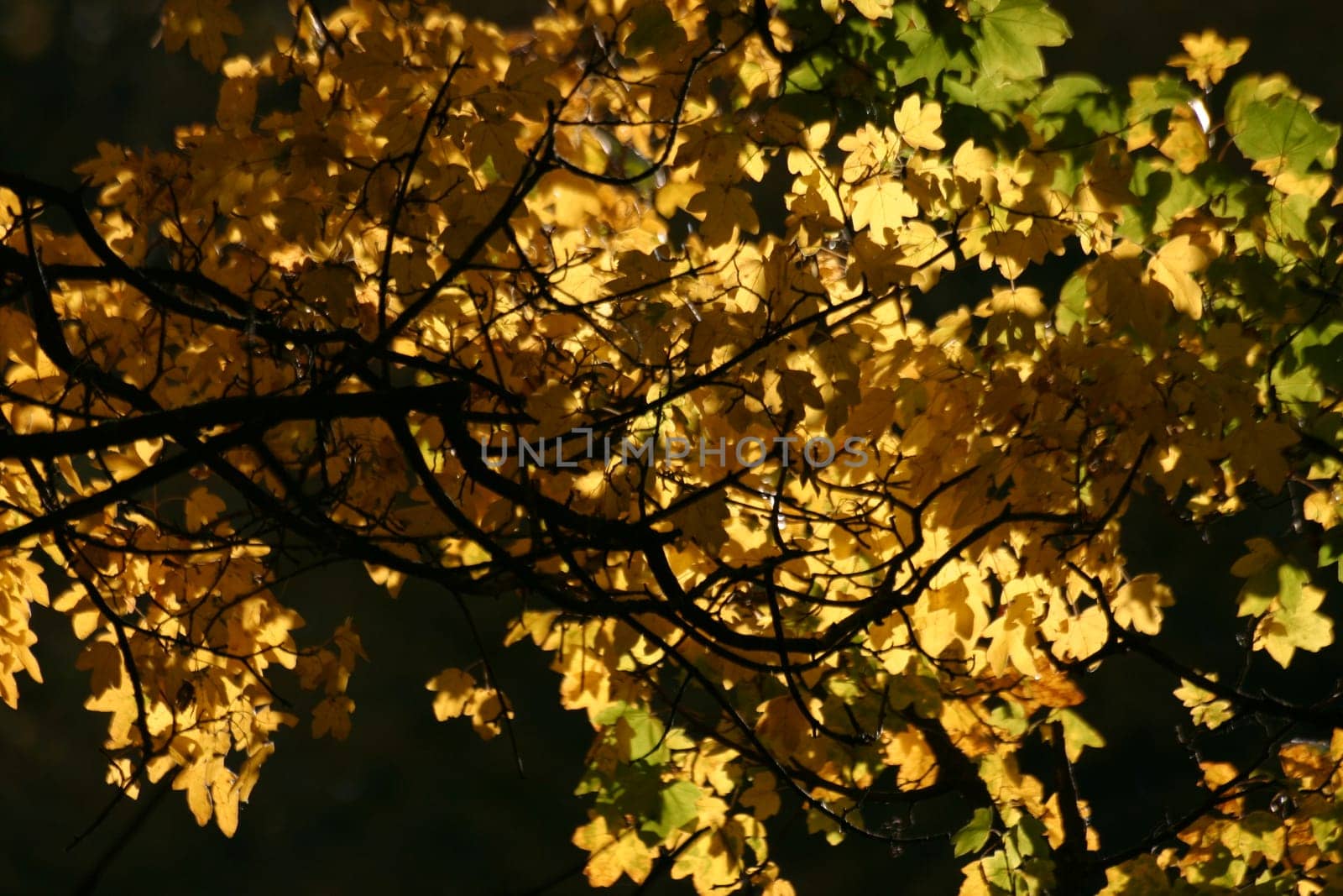 Autumn foliage in the backlight
