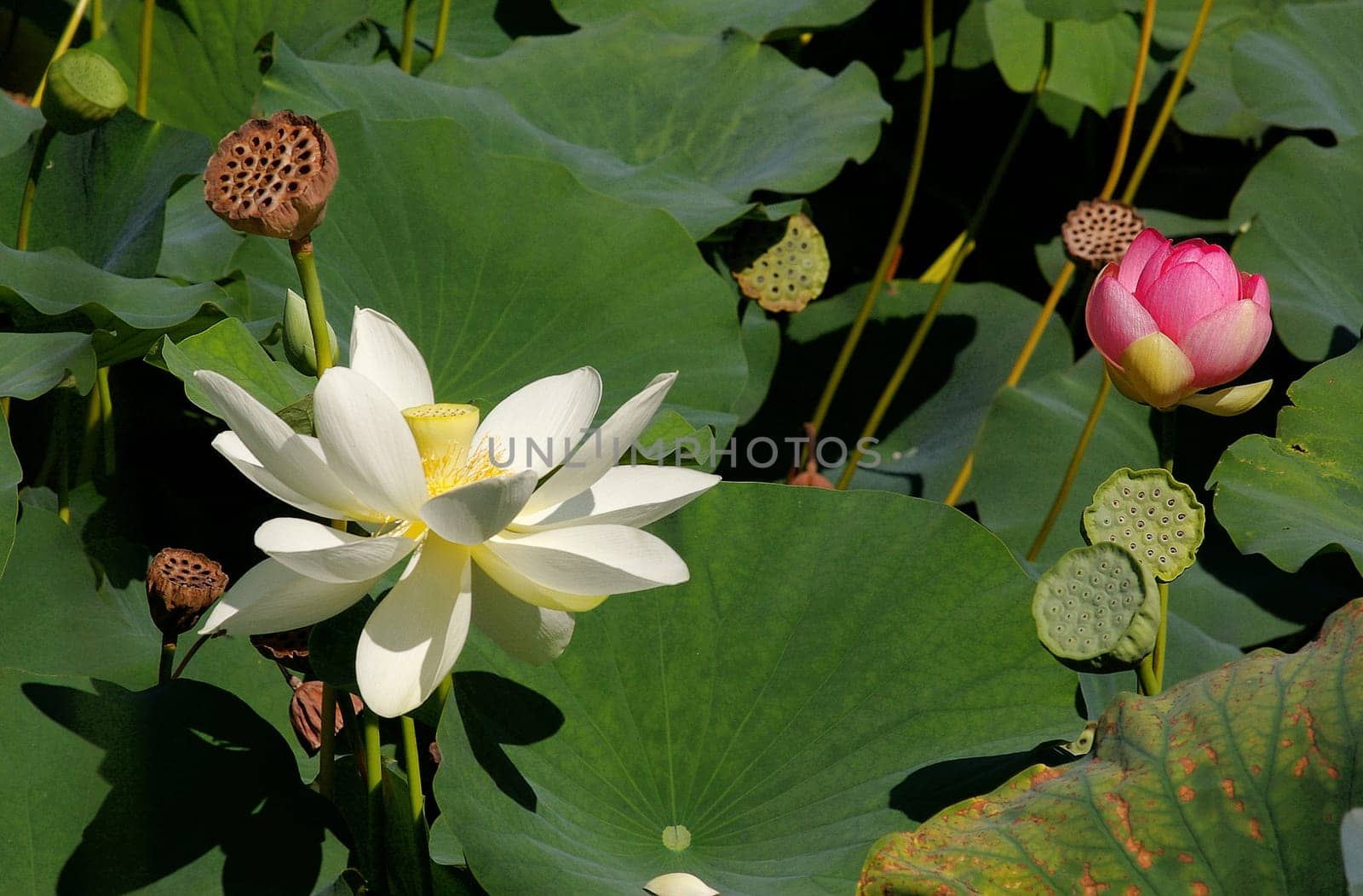 Lotus