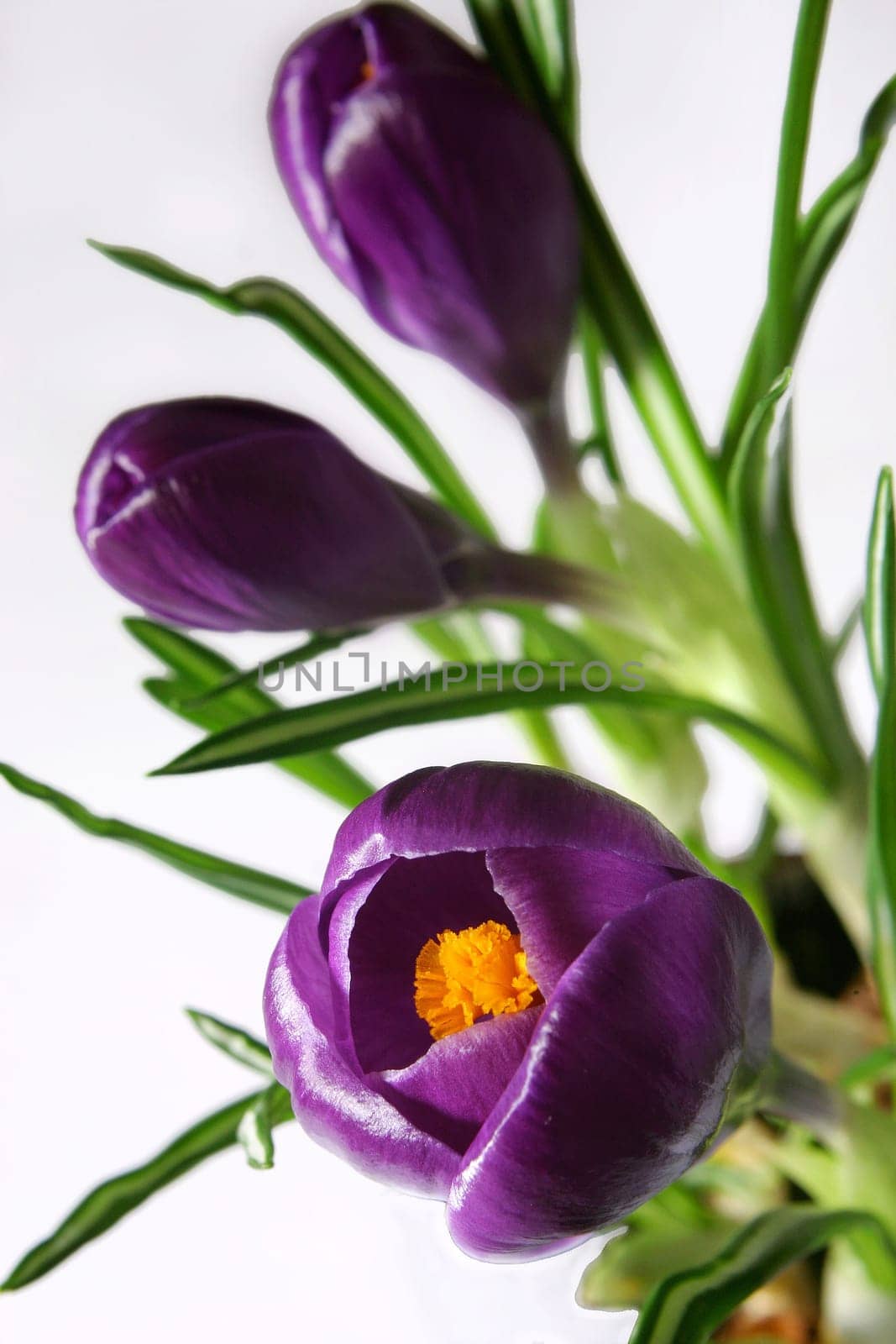 Springtime