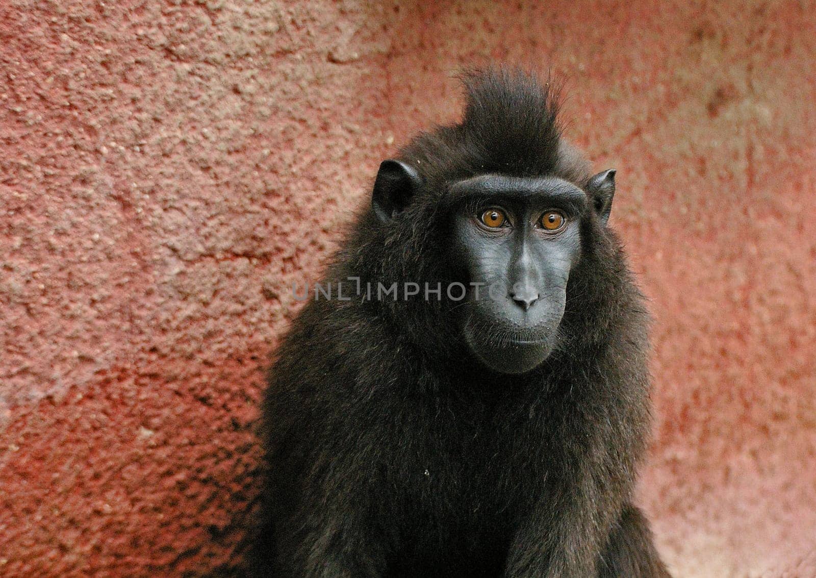 Crested macaque