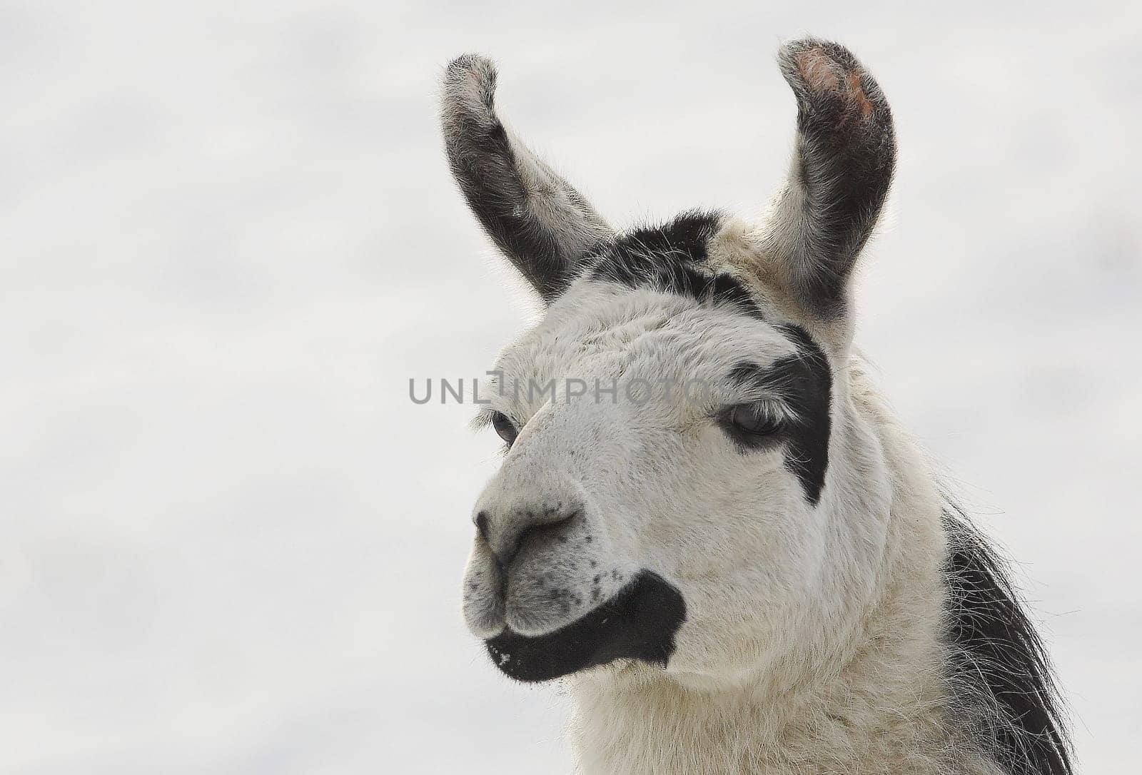 In the snow