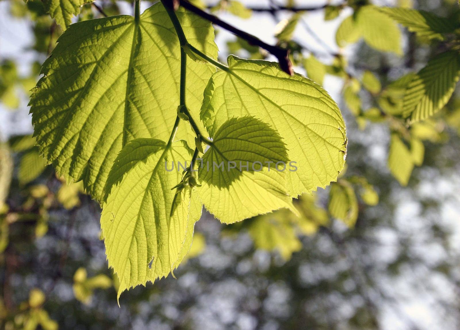 Lime leaves in the backlight