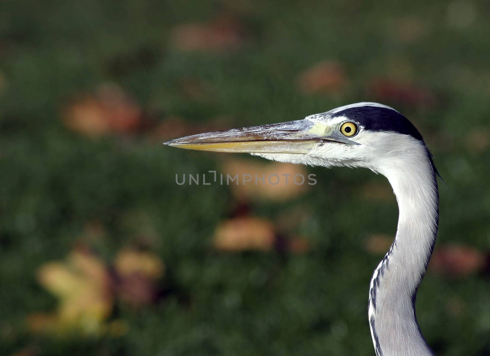 Sharp gaze