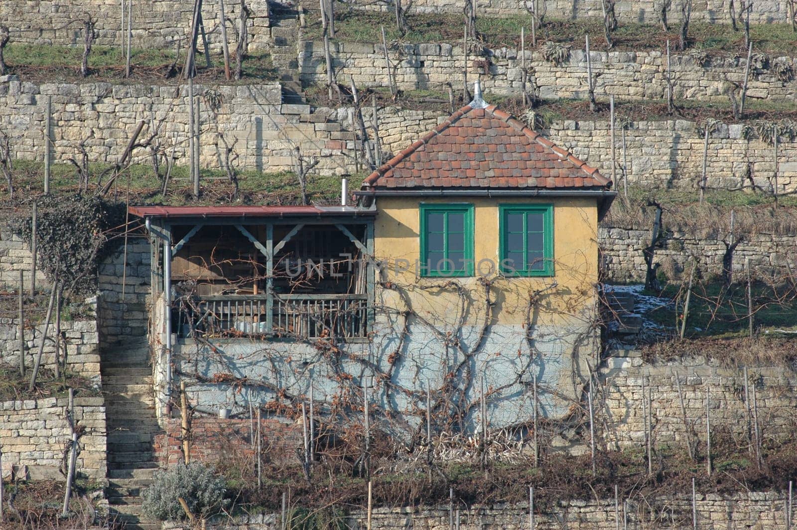Vineyard house in the winter light