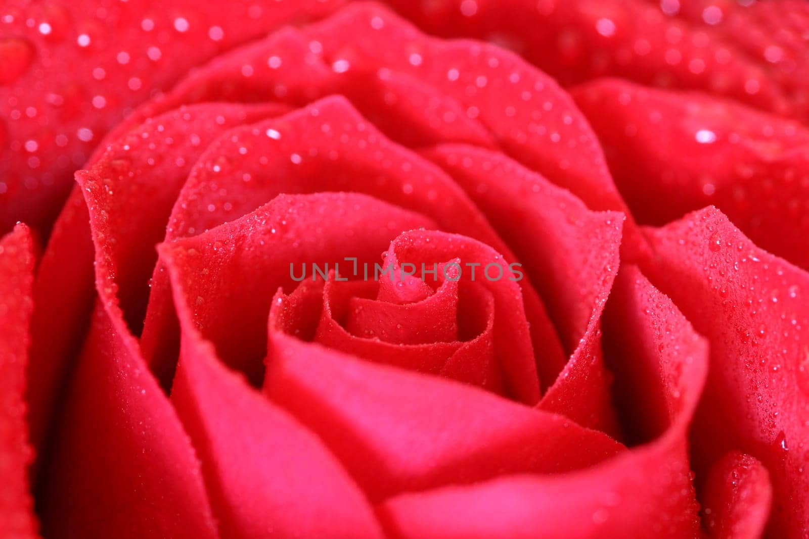Wet Rose