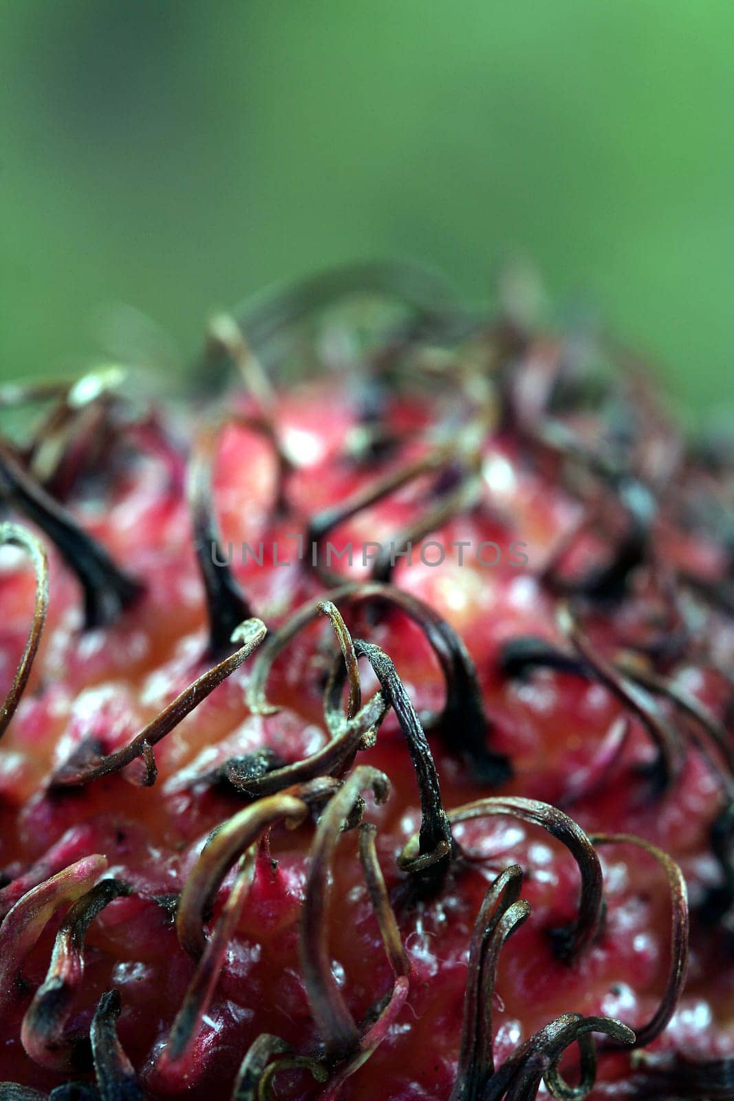 Rambutan closeup A4