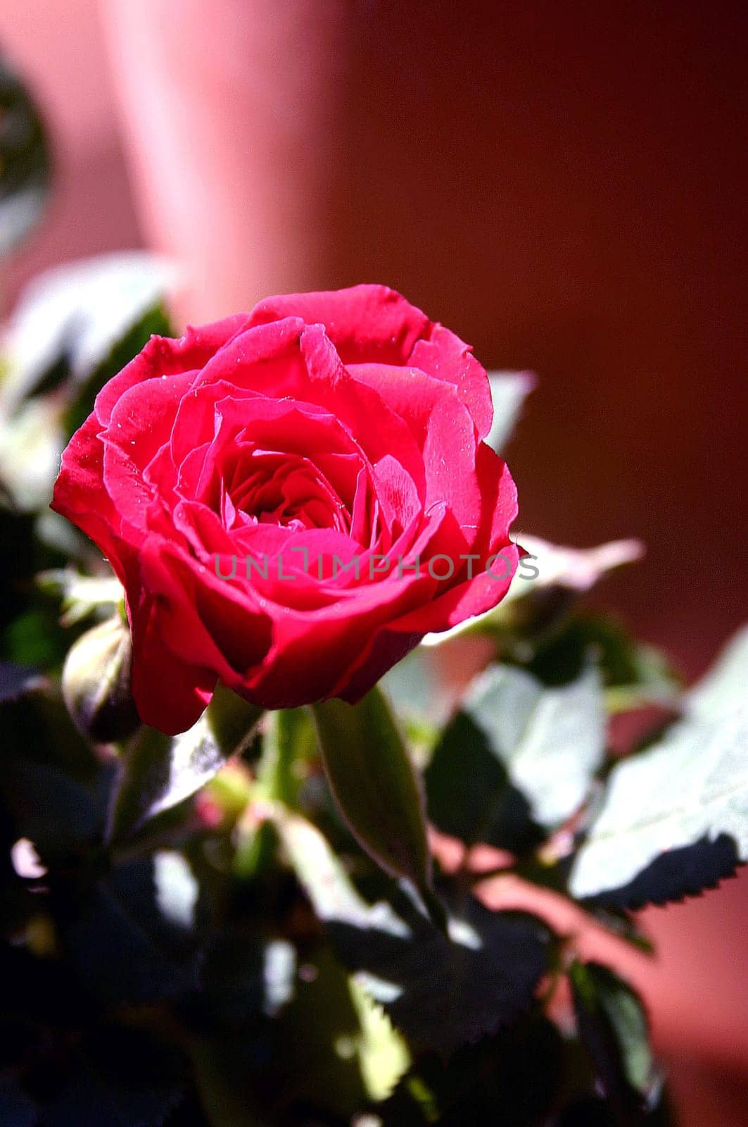 rose without hip without rosehip