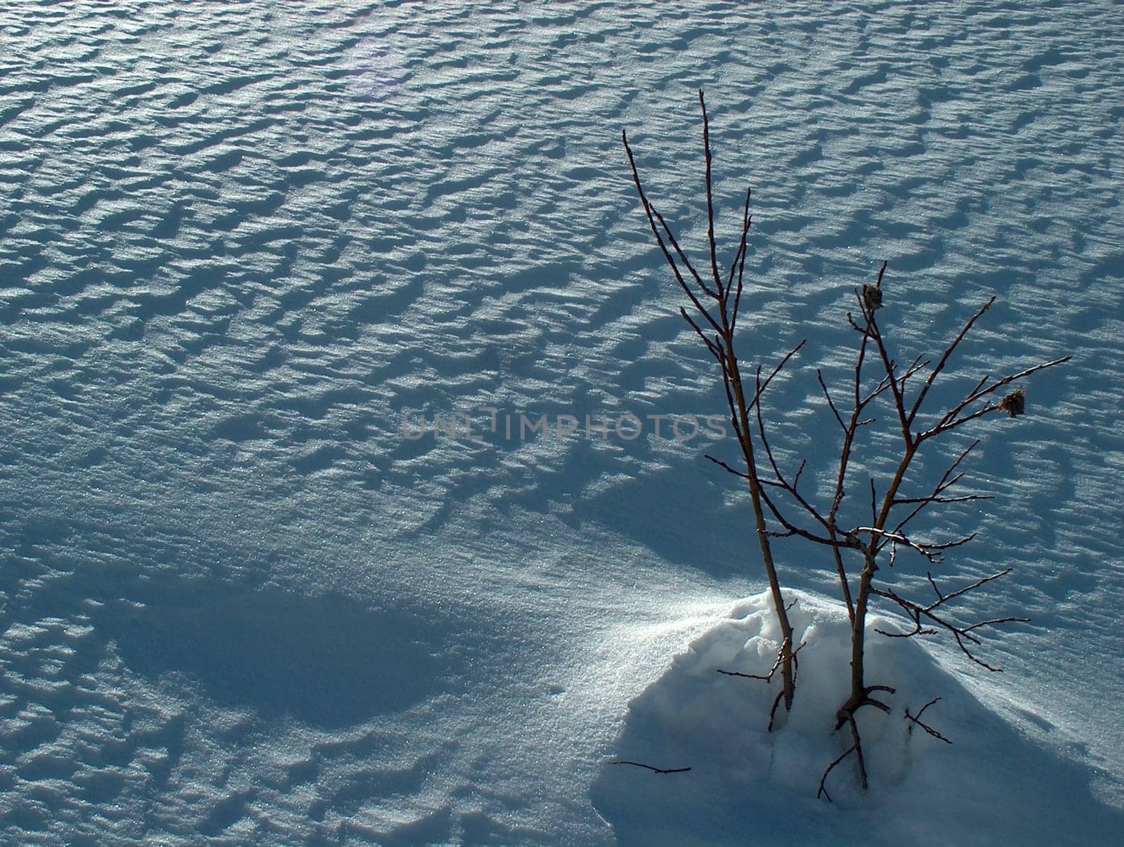 cold and bare