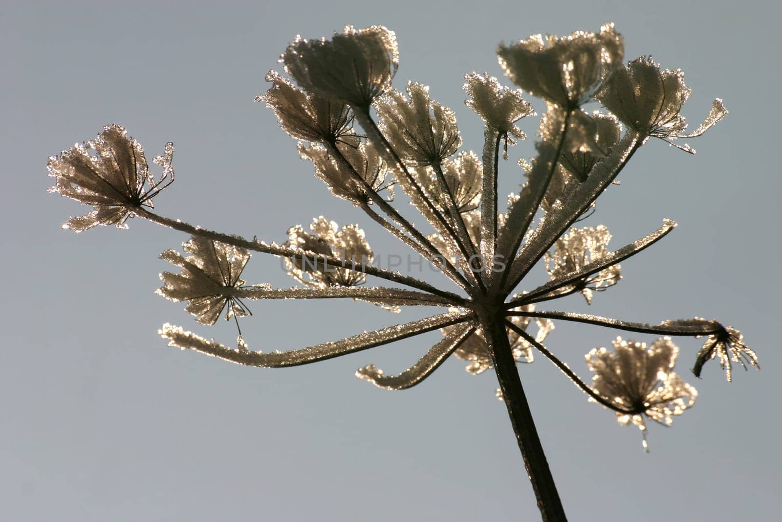 Icy hogweed in the backlight