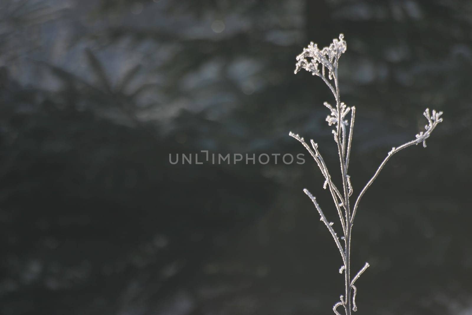 Hoarfrost-covered plant in backlight