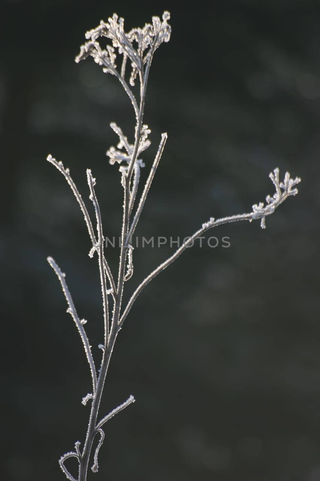 Hoarfrost-covered plant in backlight