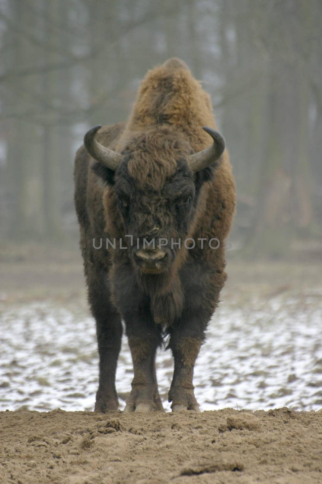 European bison in winter
