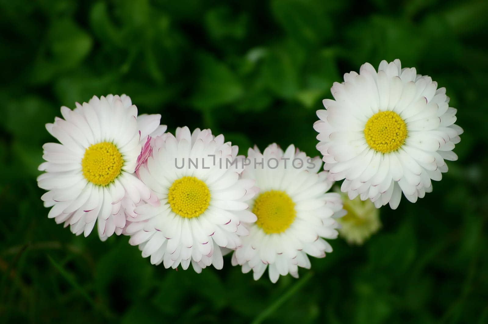 Daisy