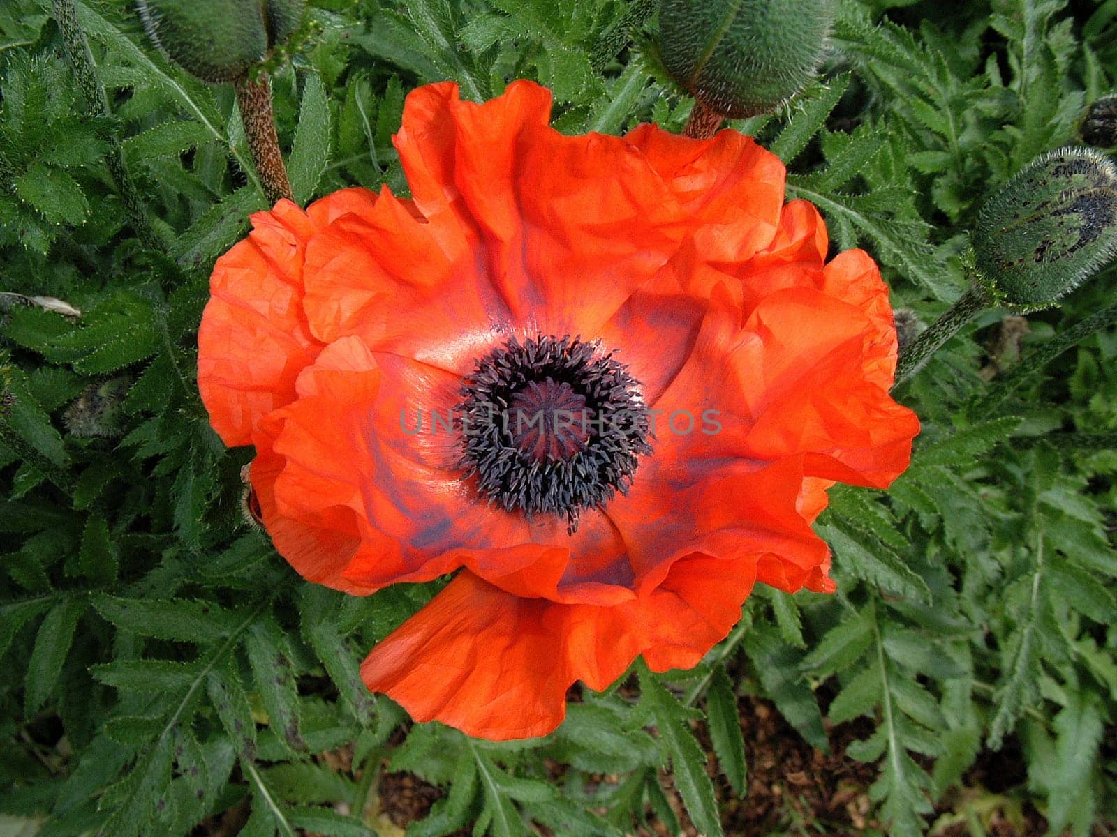 Rhapsody in Poppy 6