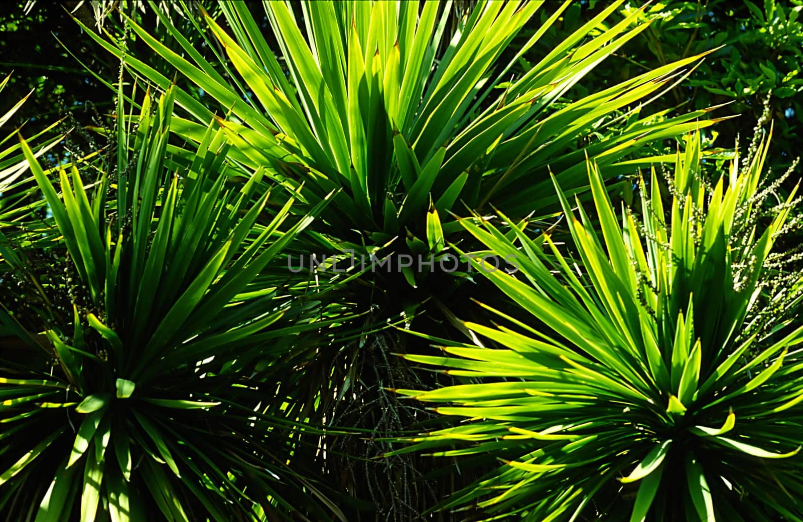 Agave