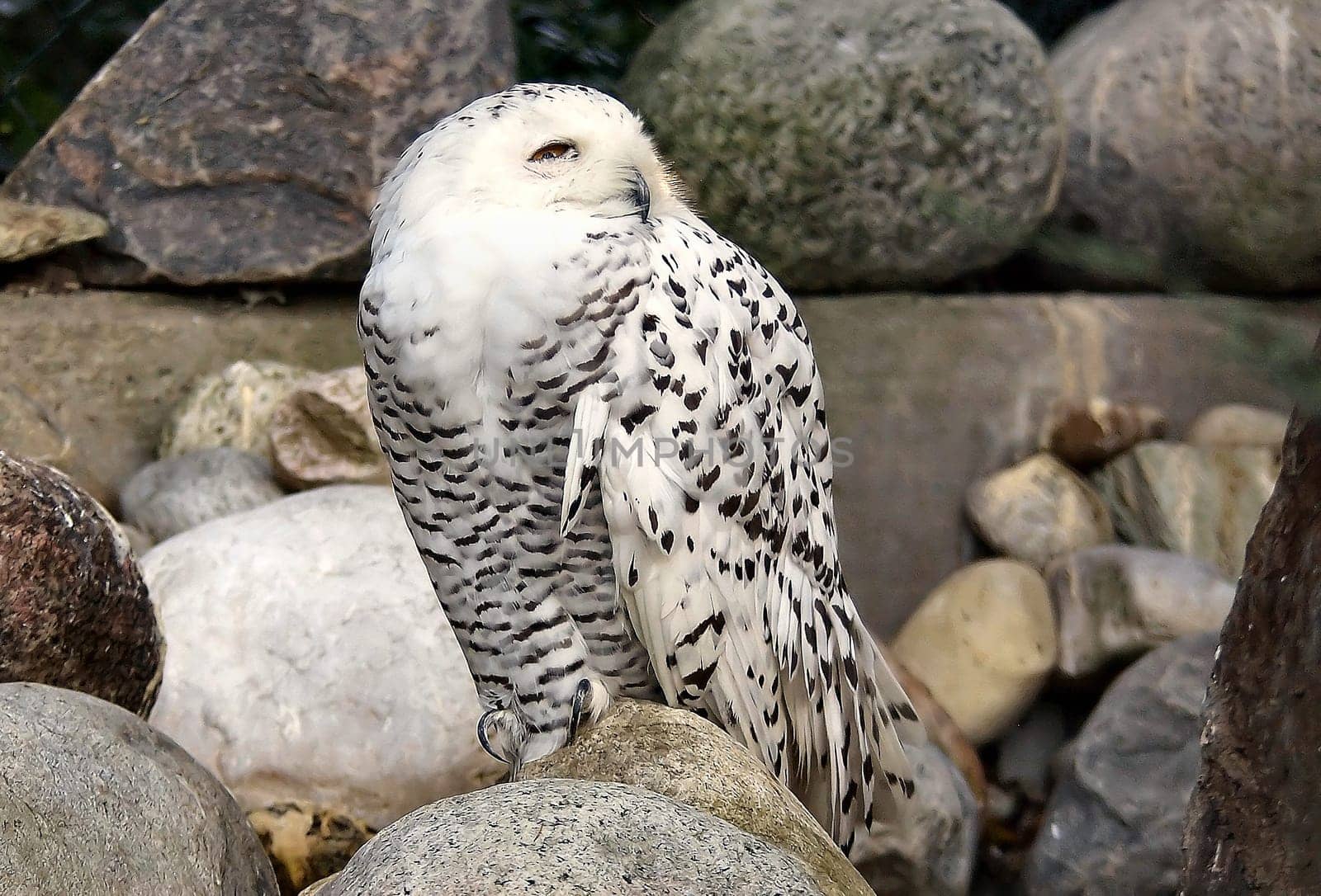 Attentive Bubo scandiacus