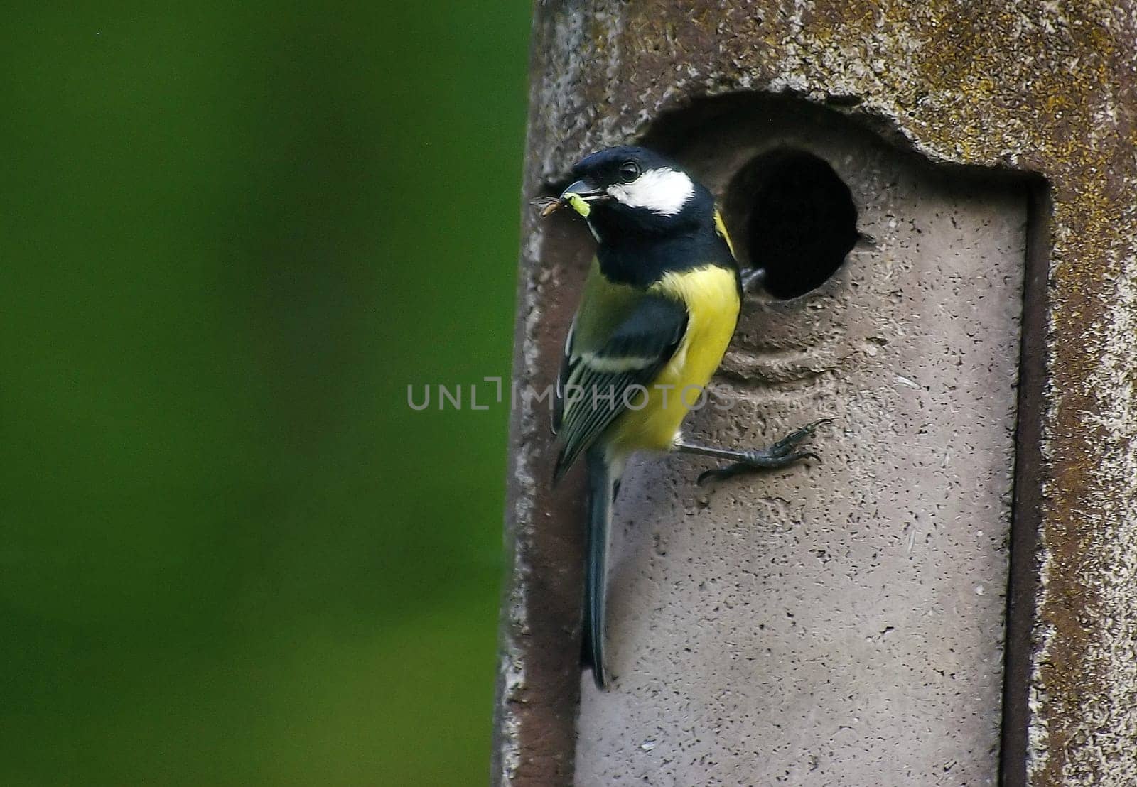 Feeding