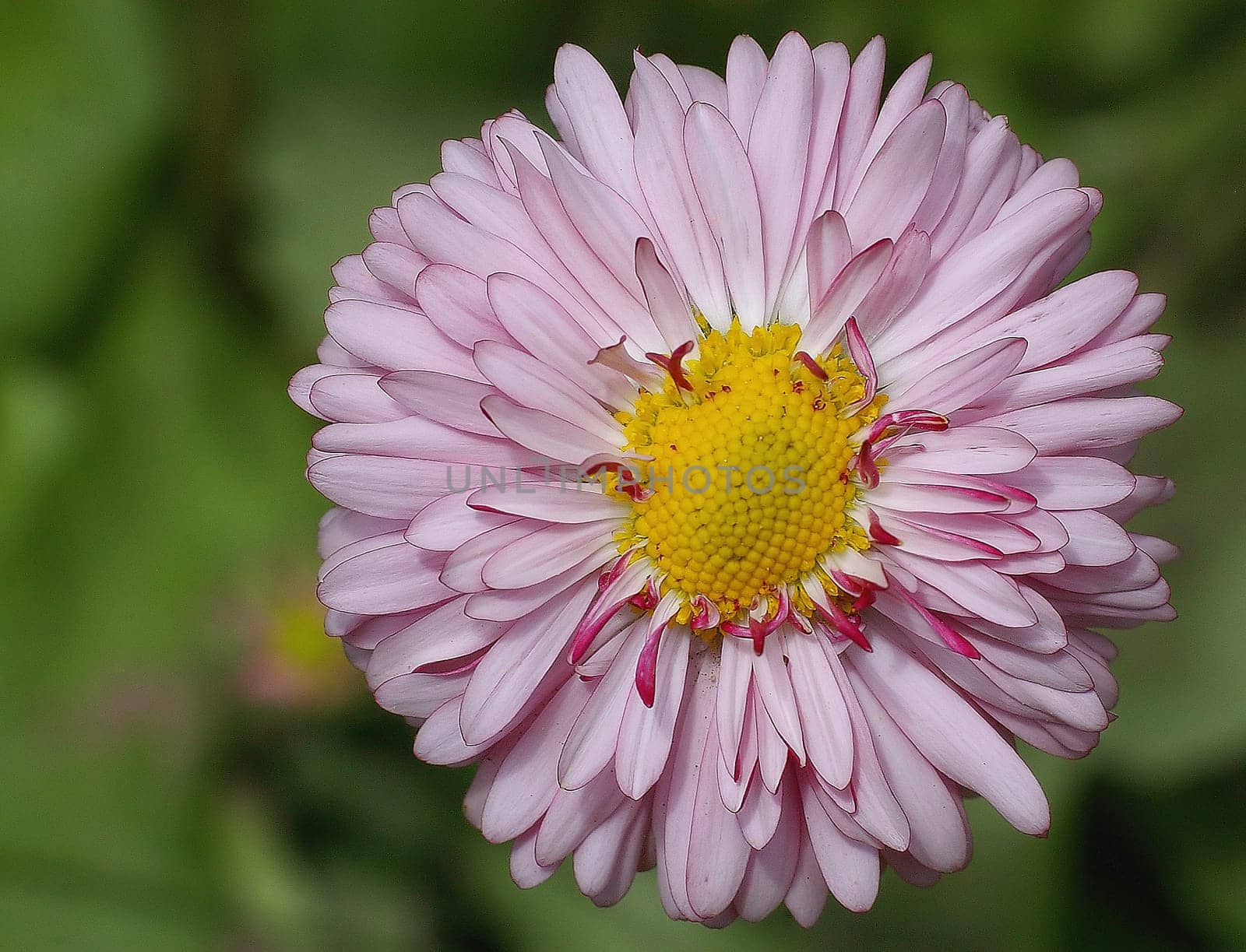 April flower