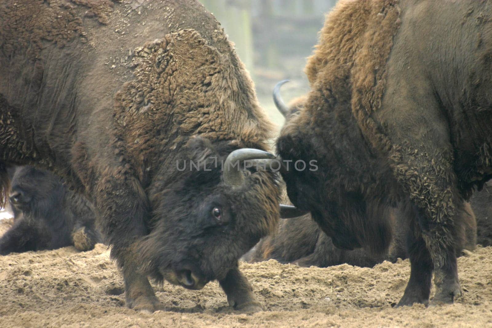 Fighting bison
