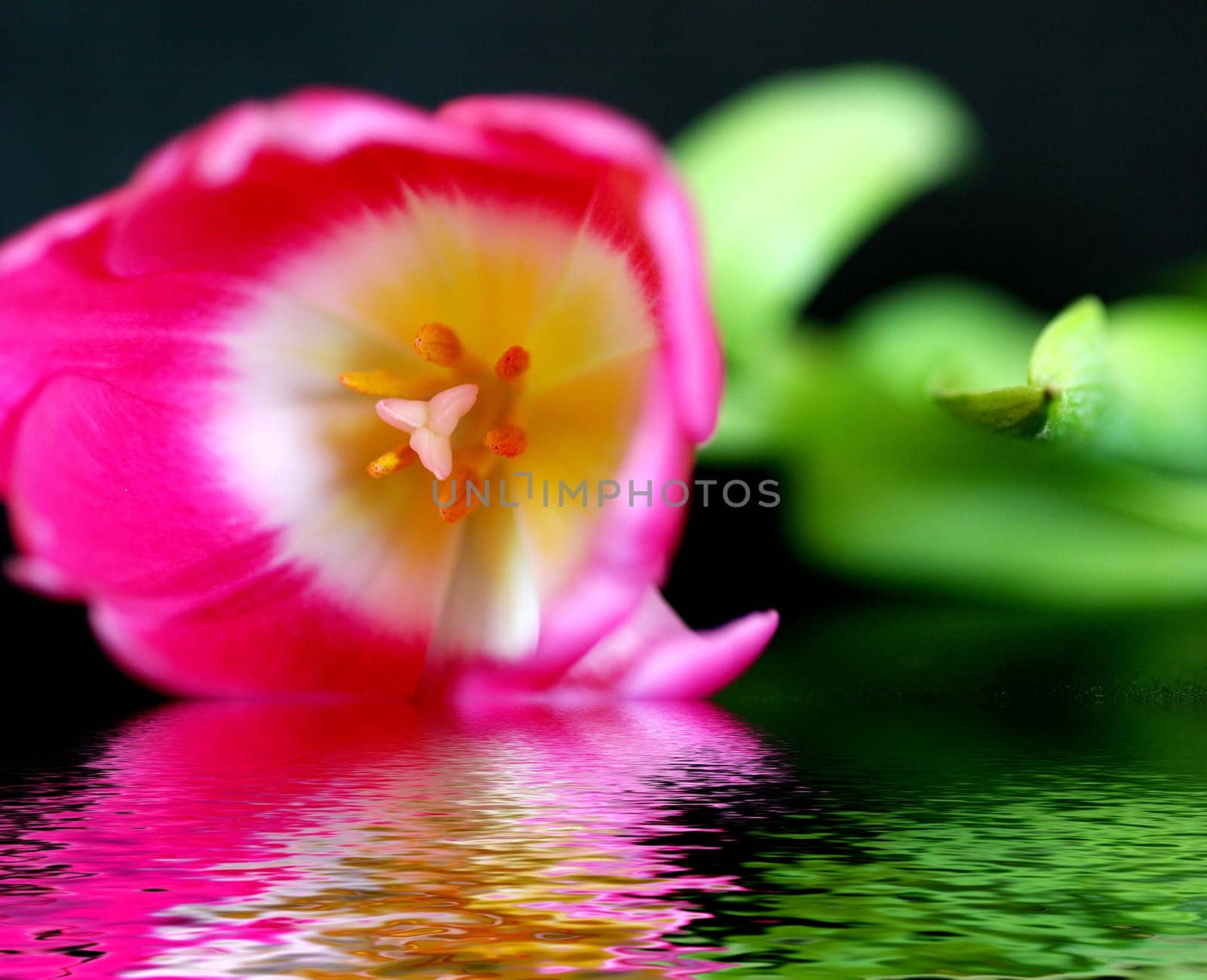 I've dealt with the water effect  ) Here are my first results! Hope you like it! :-P