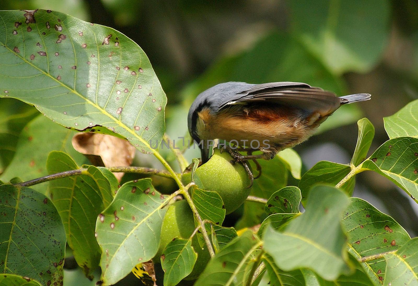 Nuthatch eats a walnut that is still green