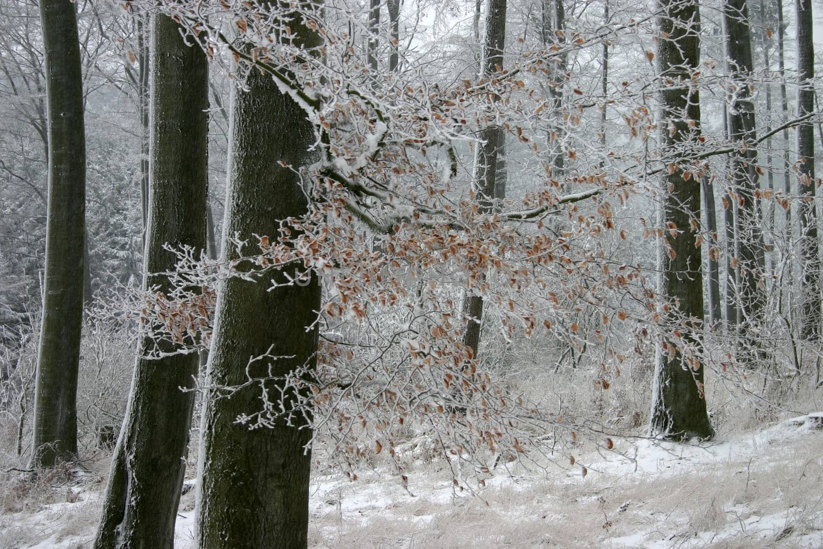 Winter in a beech forest