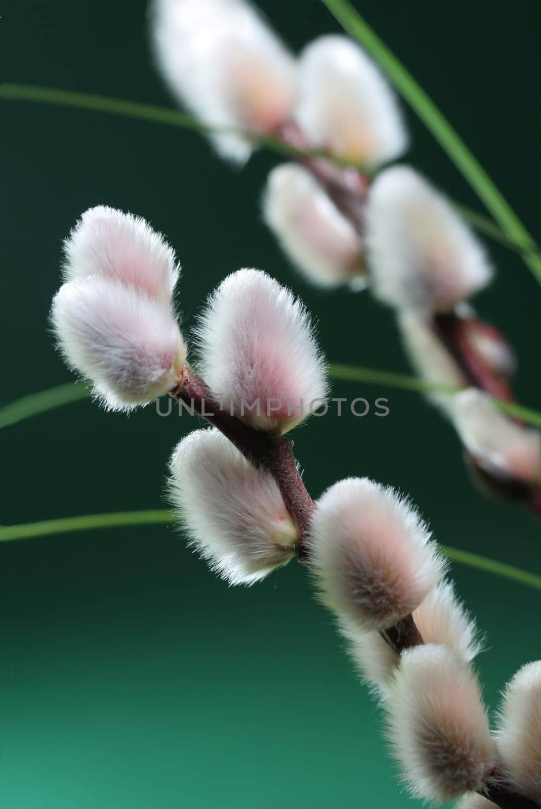 Willow catkins I