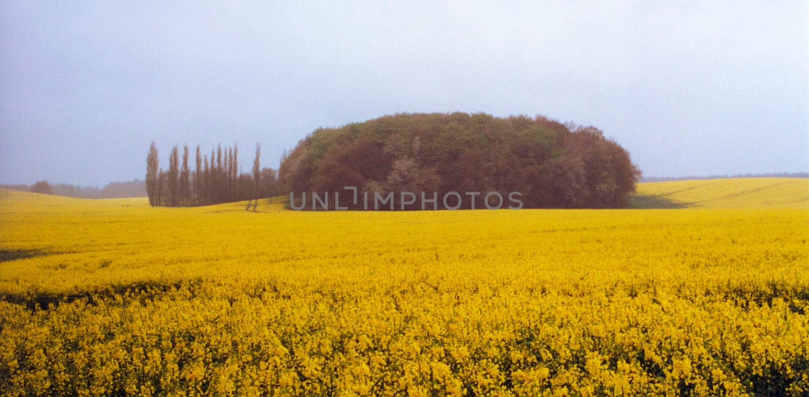 Rapeseed field in the rain
