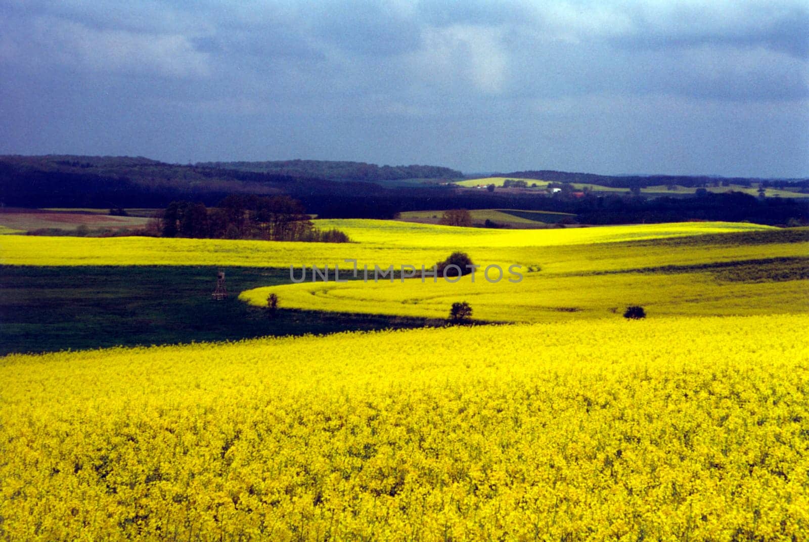 rapeseed