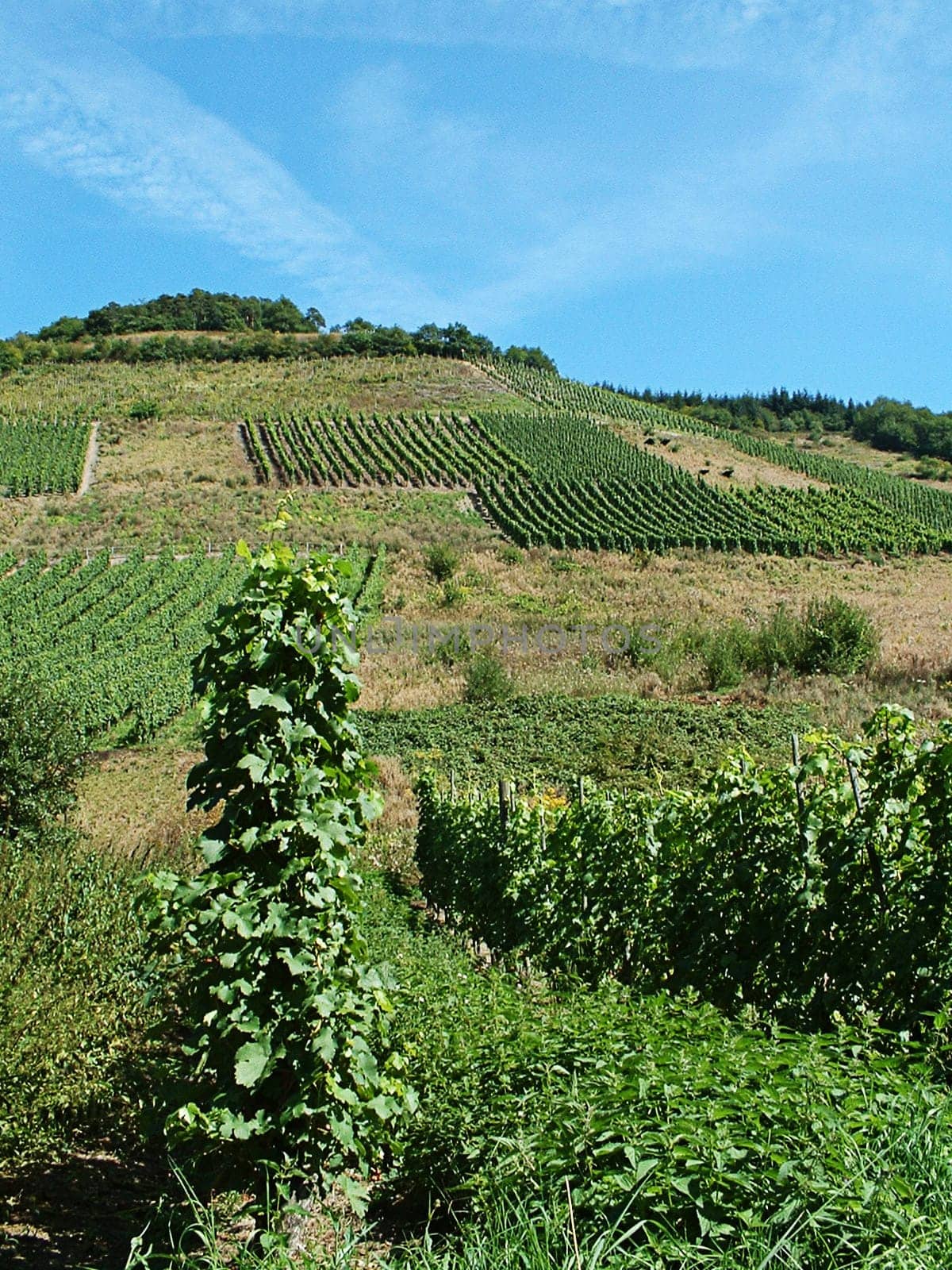 Moselle vineyard