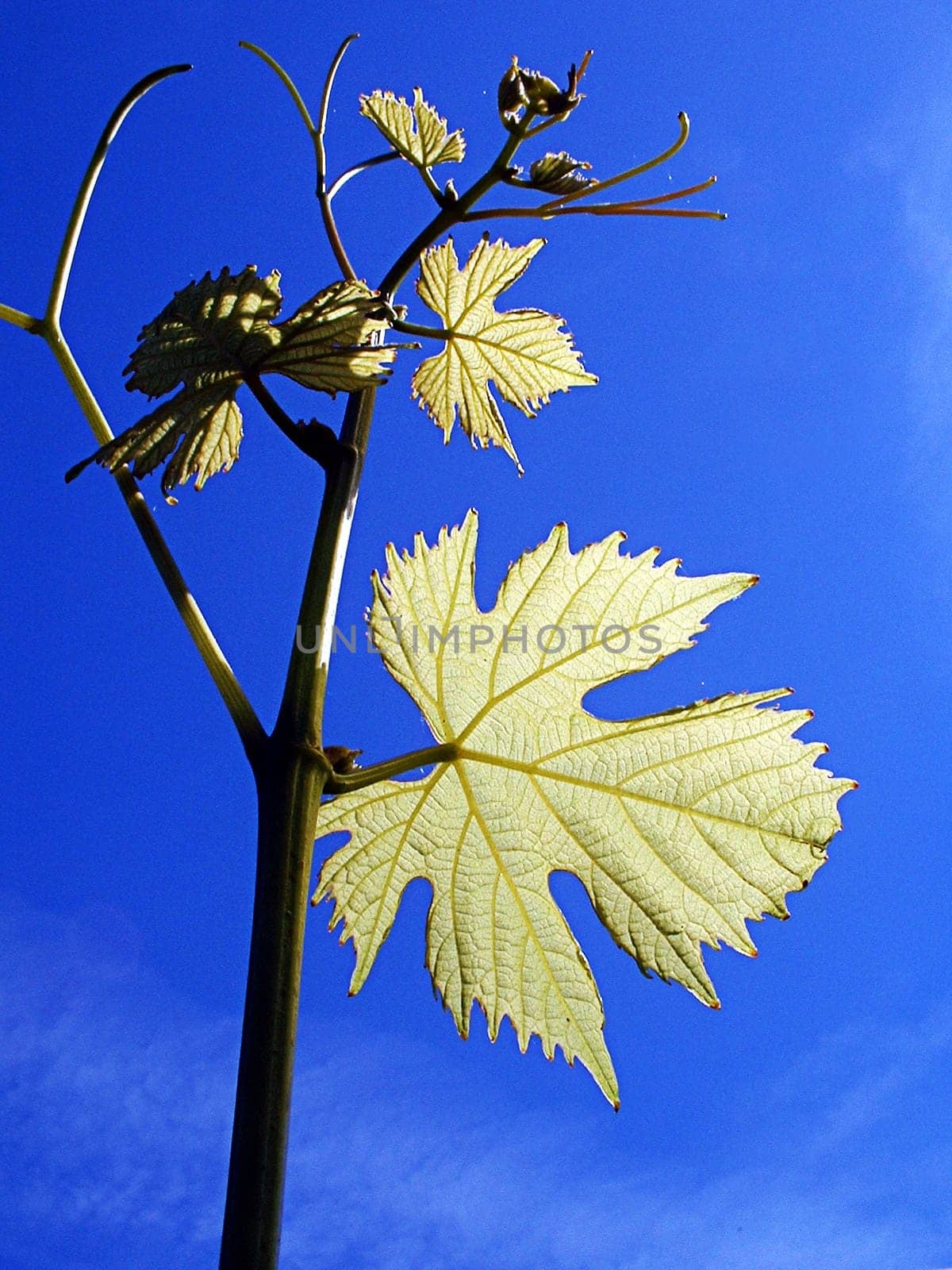 Vine leaves