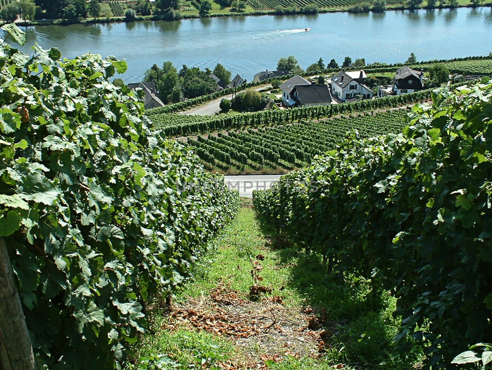 Moselle wine