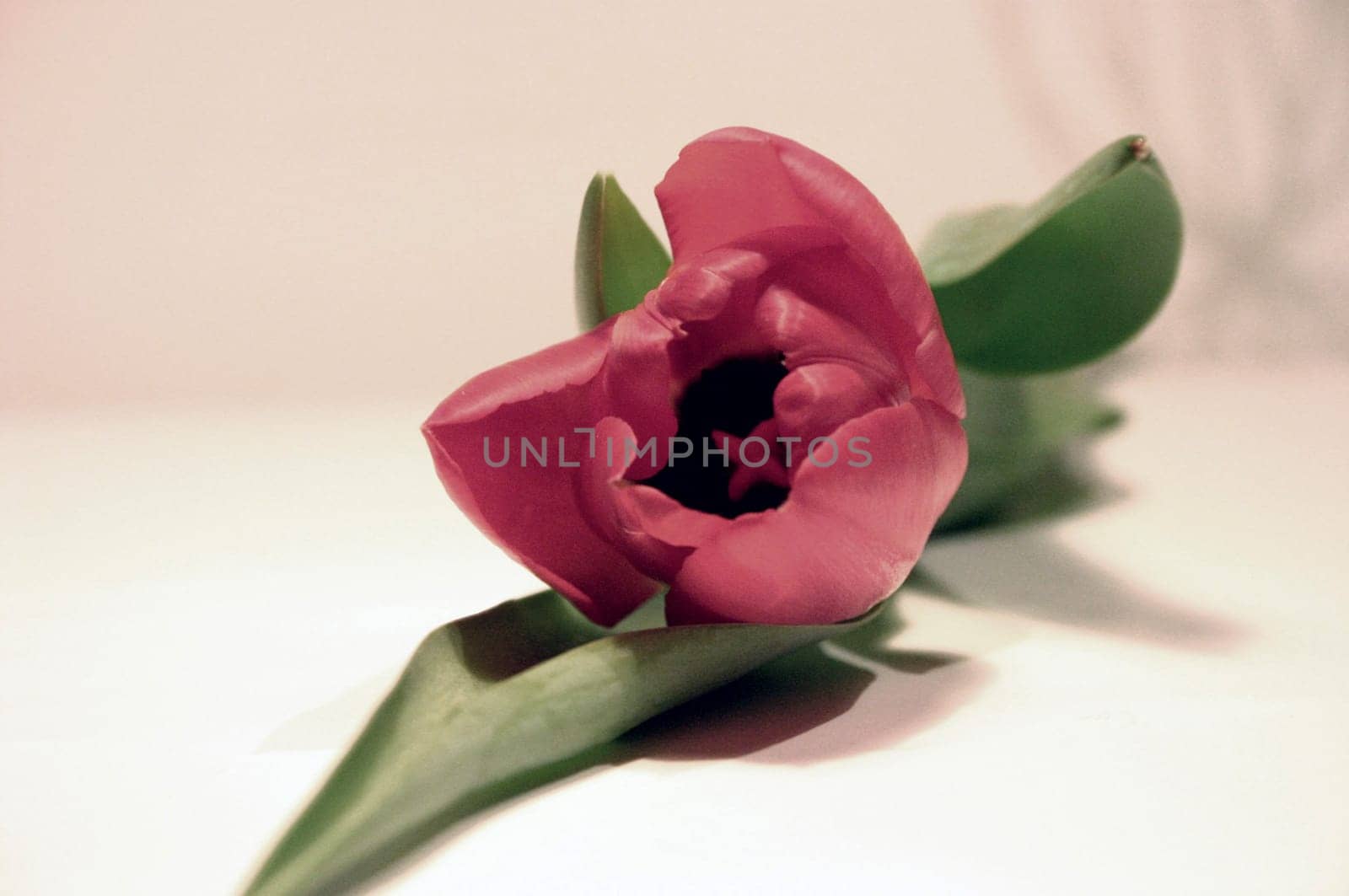 Tulip II
