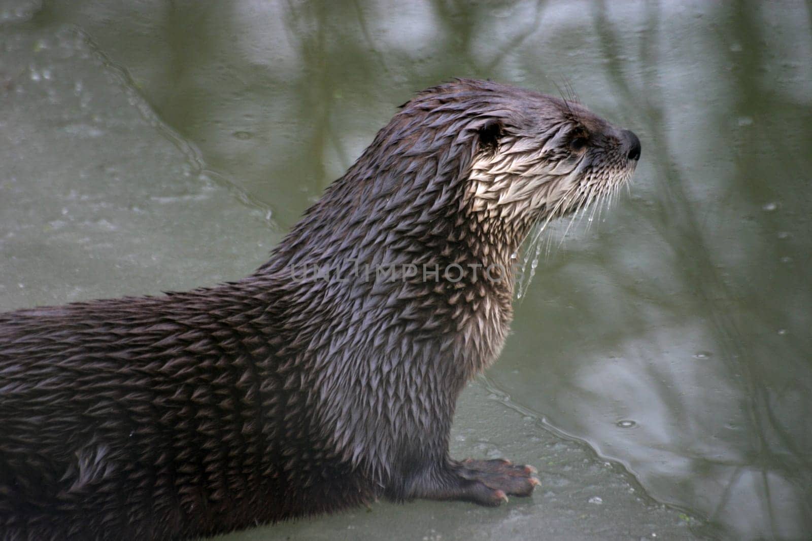 Otter at the edge of the ice