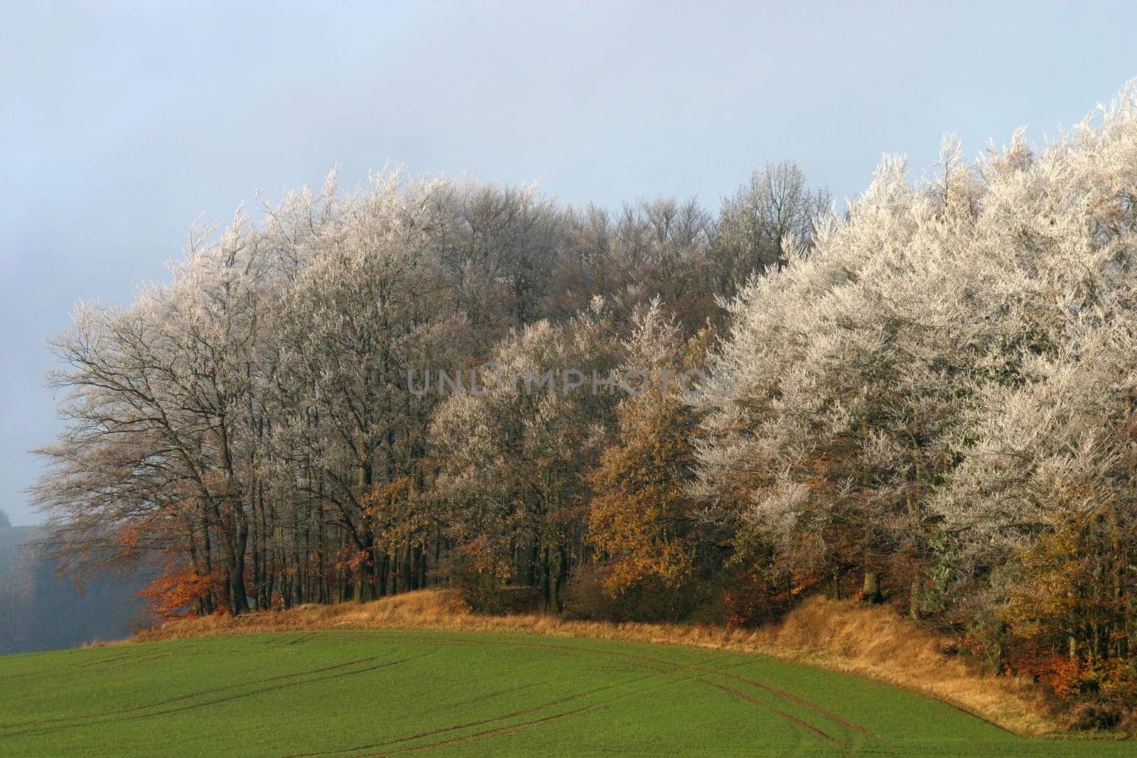 Hoarfrost-covered forest