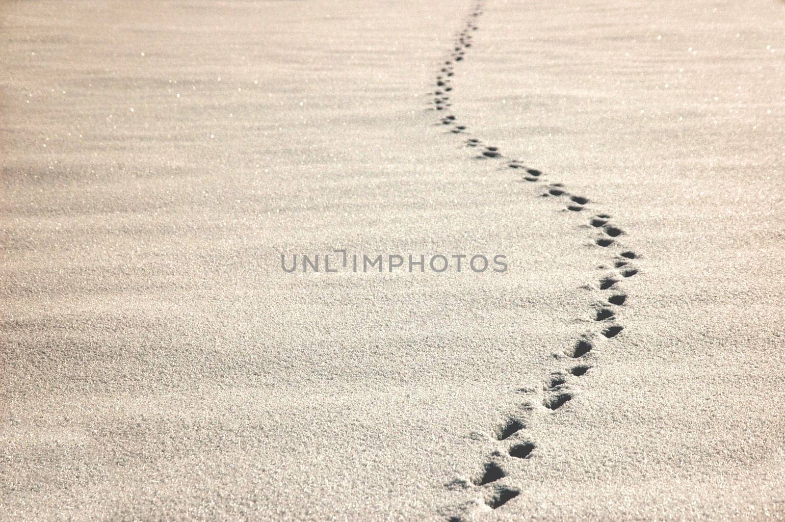Track in the snow